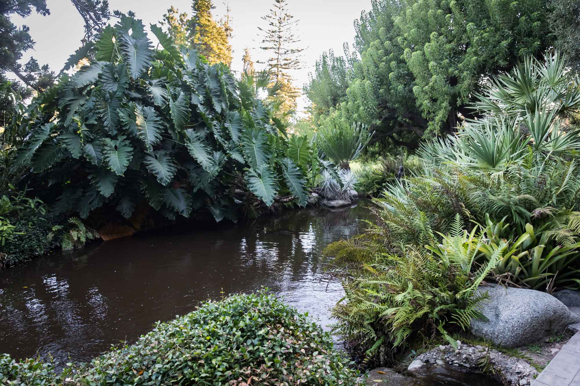 Pond with rocks and large elephant ear plant growing on the side in the Jungle Garden for a Huntington Gardens photo shoot guide article
