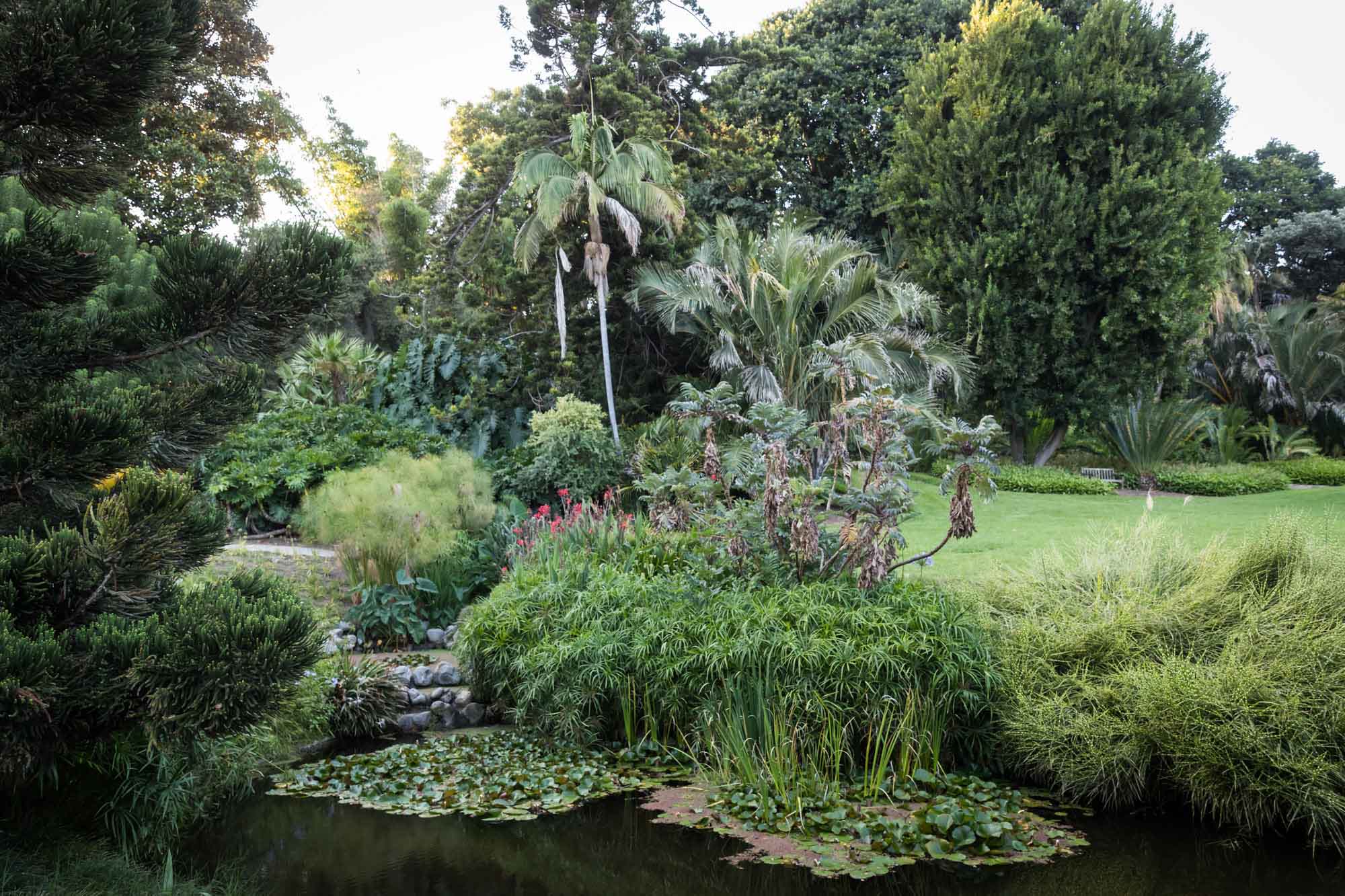 Pond with palm trees and other tropical foliage in the background for a Huntington Gardens photo shoot guide article