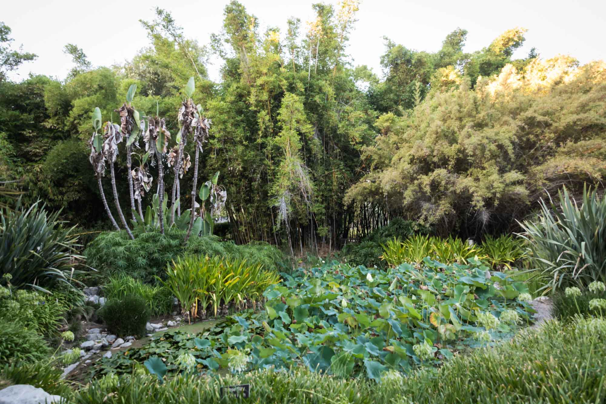 Lily pond covered with lily pads and bamboo branches in the background for a Huntington Gardens photo shoot guide article
