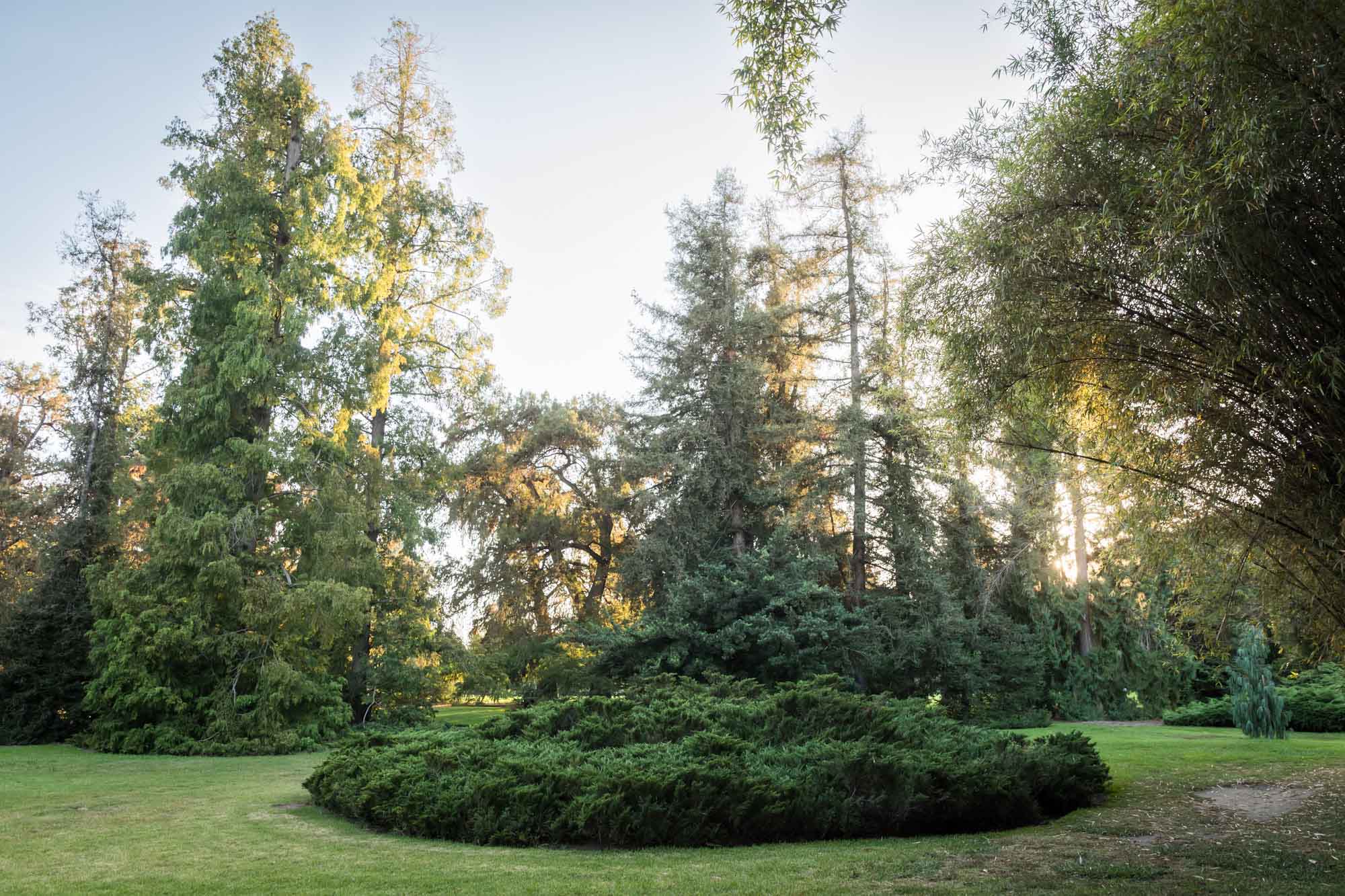 Lawn with trees at sunset for a Huntington Gardens photo shoot guide article