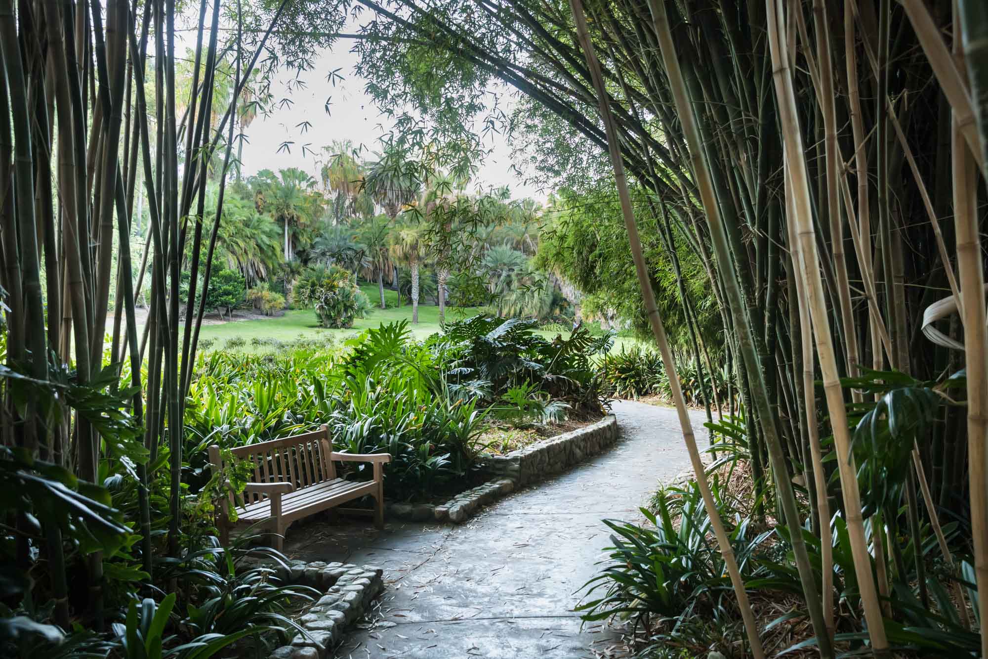 Pathway past a bench leading to trees surrounded by bamboo for a Huntington Gardens photo shoot guide article