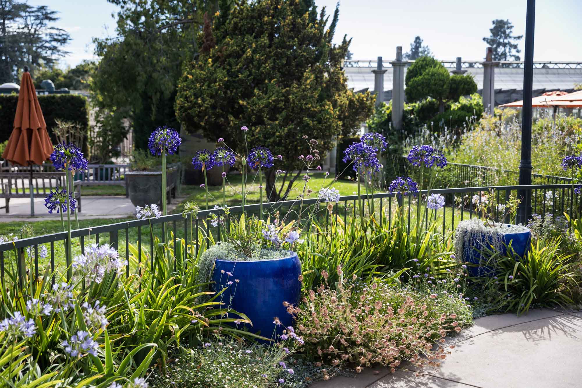 Metal railing with blue tubs and colorful flowers in the Children's Garden for a Huntington Gardens photo shoot guide article