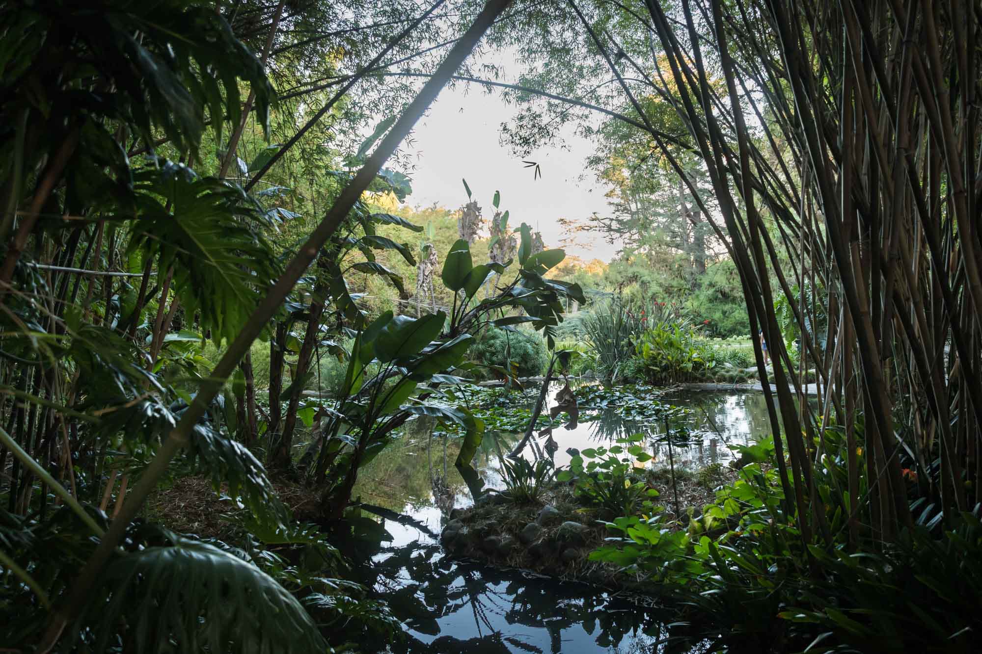 Lily pond surrounded by bamboo trees for a Huntington Gardens photo shoot guide article