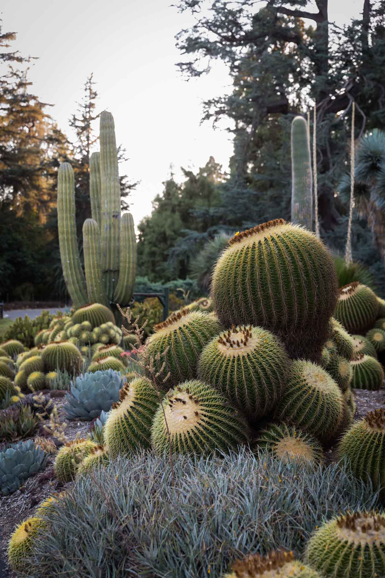 Colorful cacti in Desert Garden for a Huntington Gardens photo shoot guide article
