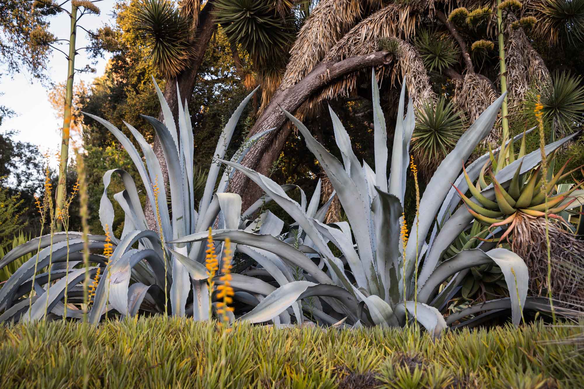 Colorful cacti in Desert Garden for a Huntington Gardens photo shoot guide article