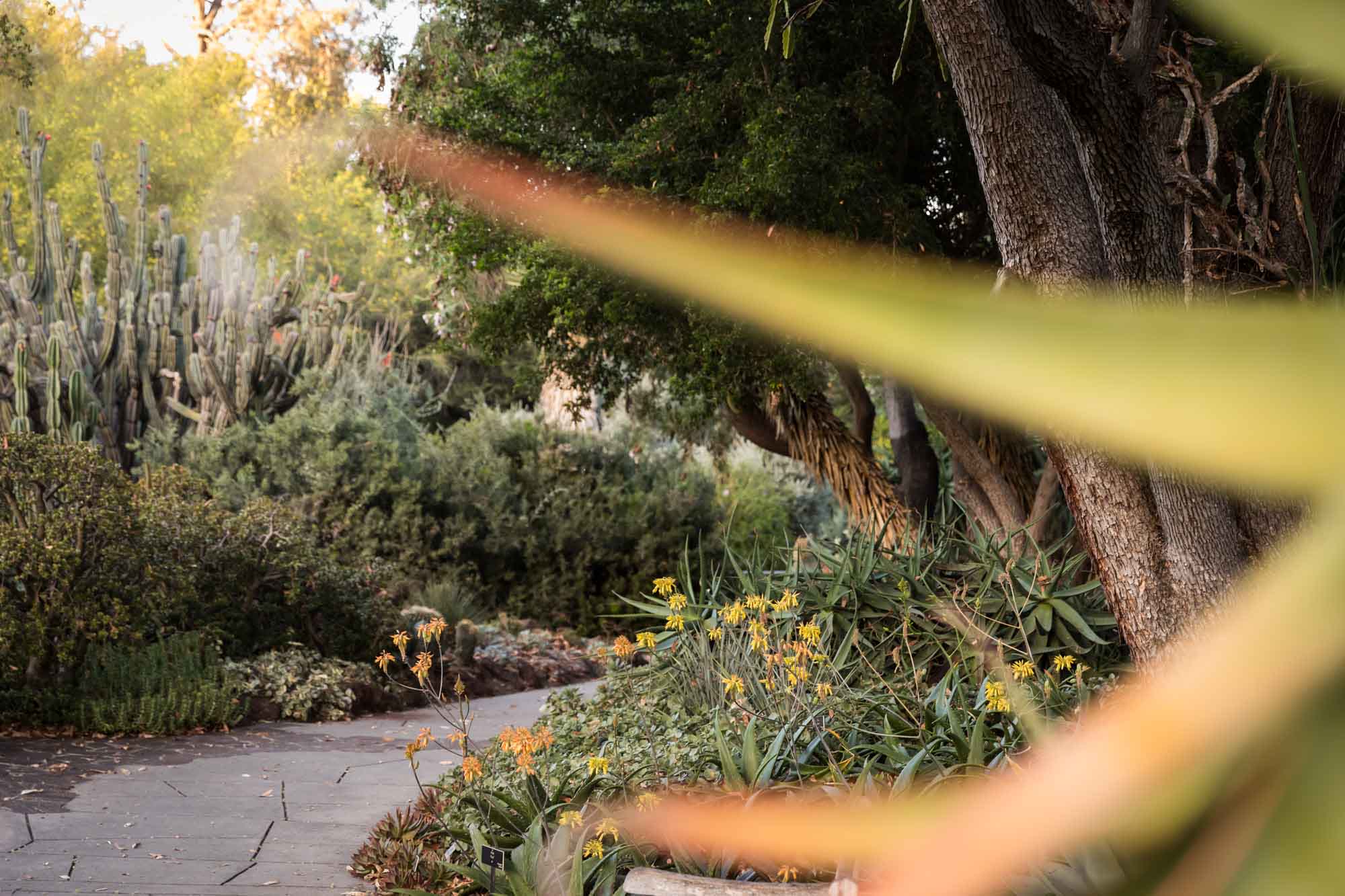 Sidewalk leading through Desert Garden of colorful cacti for a Huntington Gardens photo shoot guide article