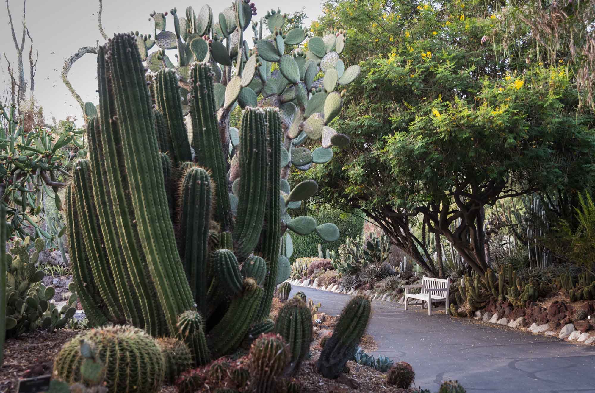Sidewalk leading through Desert Garden of colorful cacti for a Huntington Gardens photo shoot guide article