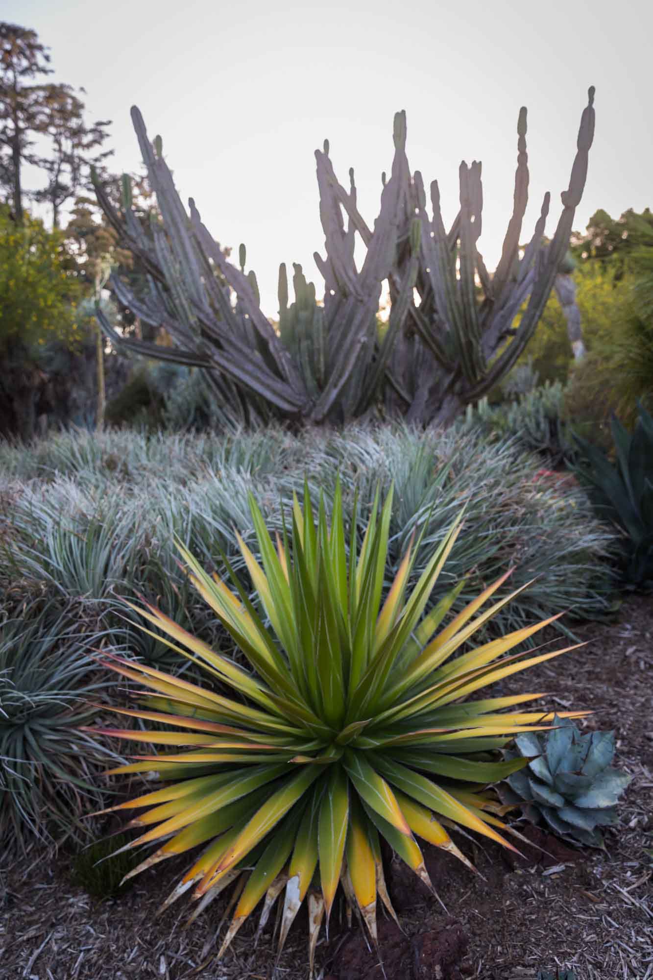 Colorful cacti in Desert Garden for a Huntington Gardens photo shoot guide article