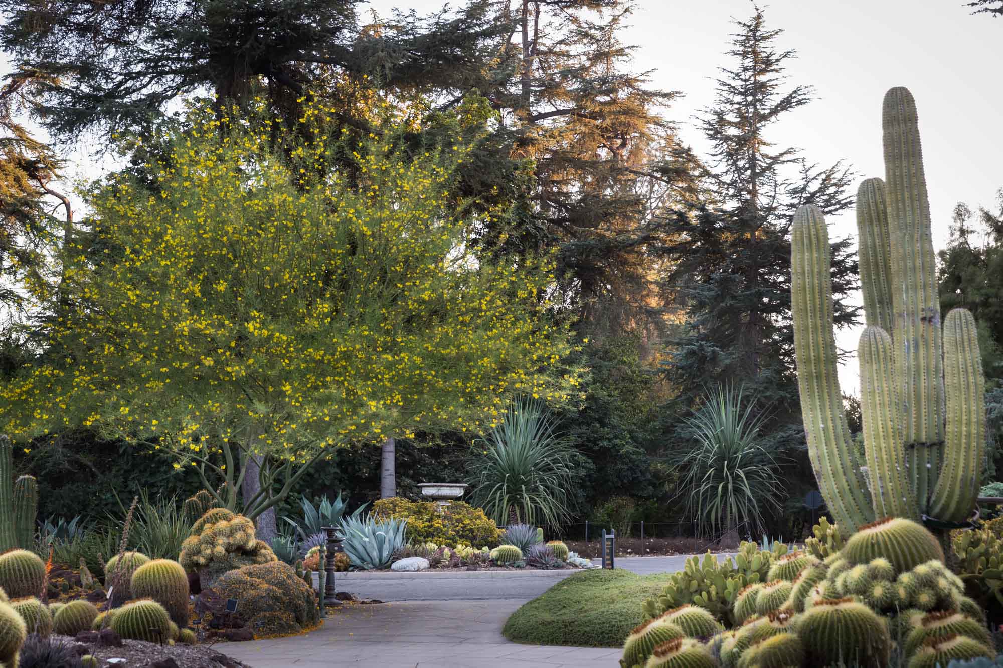 Sidewalk leading through Desert Garden of colorful cacti for a Huntington Gardens photo shoot guide article