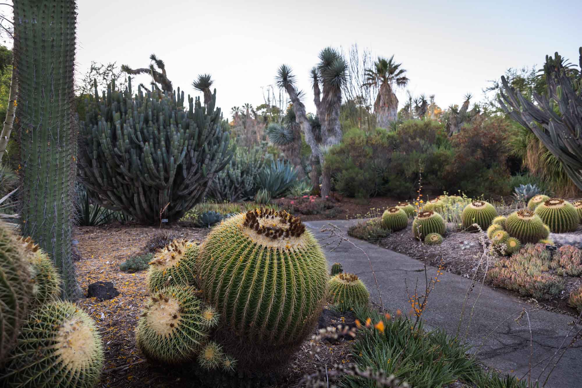 Sidewalk leading through Desert Garden of colorful cacti for a Huntington Gardens photo shoot guide article