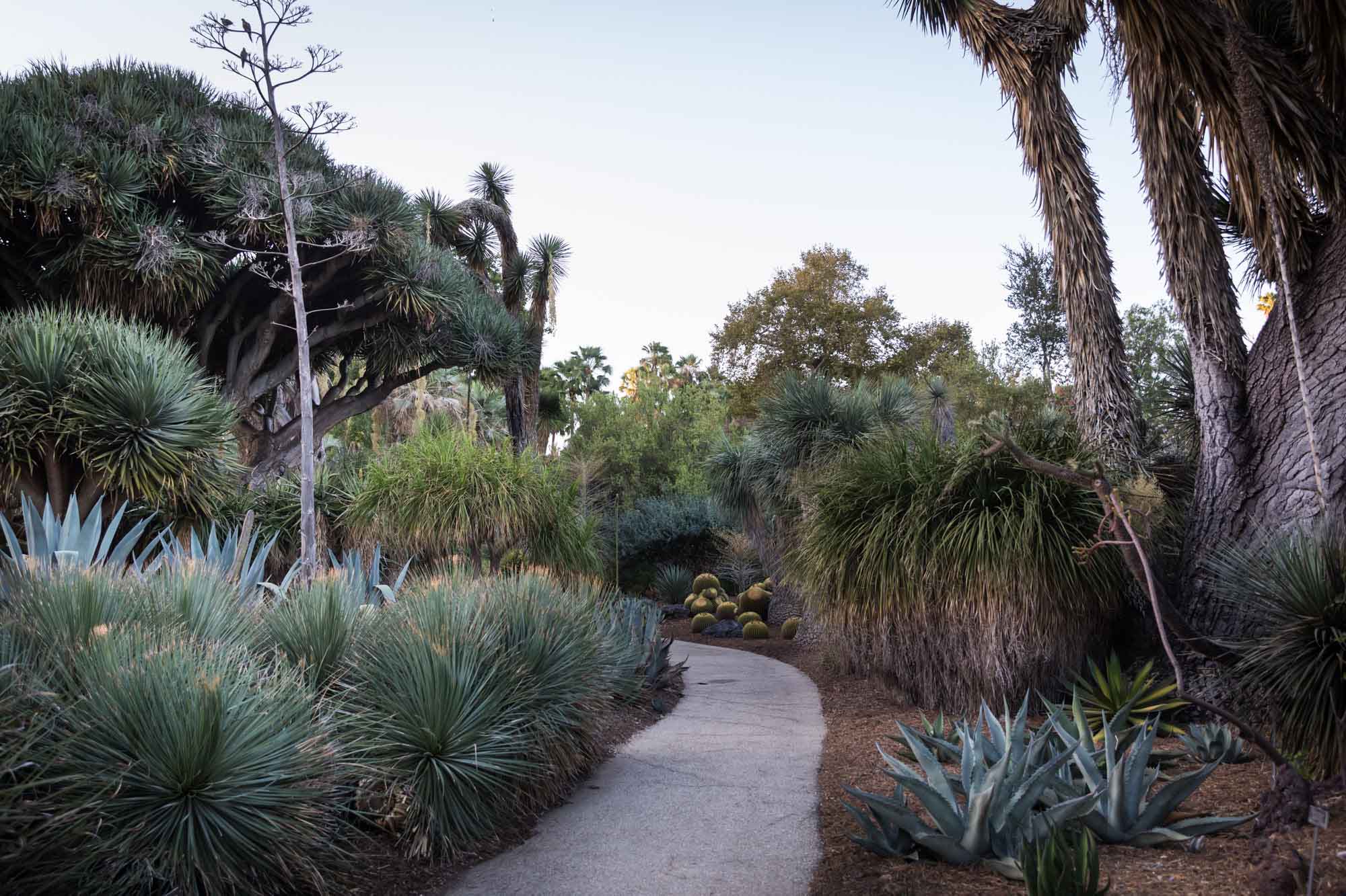 Sidewalk leading through Desert Garden of colorful cacti for a Huntington Gardens photo shoot guide article