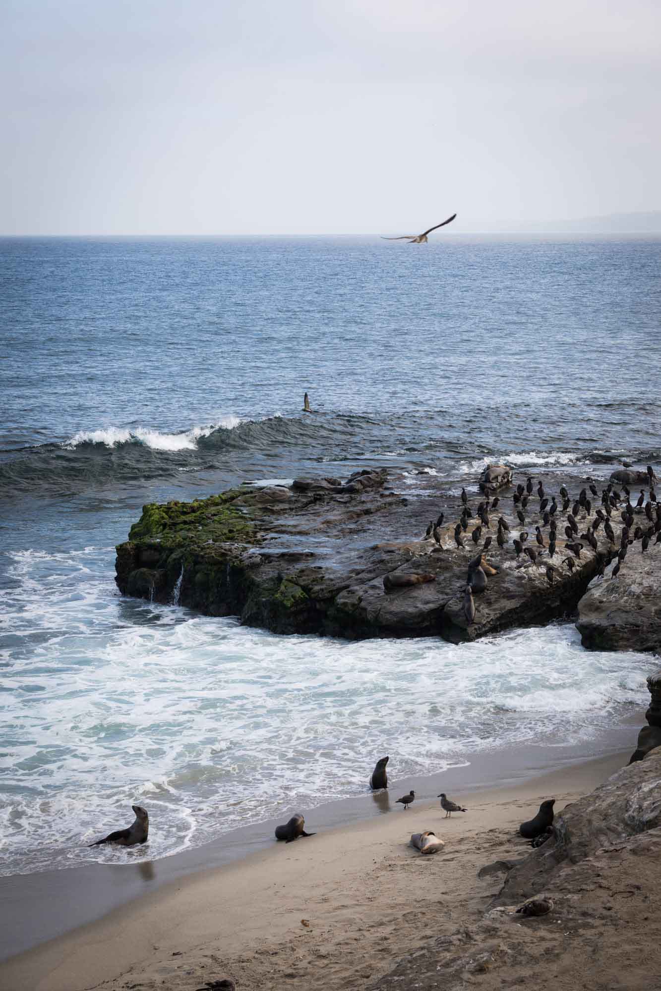 Sea lions on beach and sea lions and birds on rocks at Point Sea Lion Rookery for an article on La Jolla Cove family photos