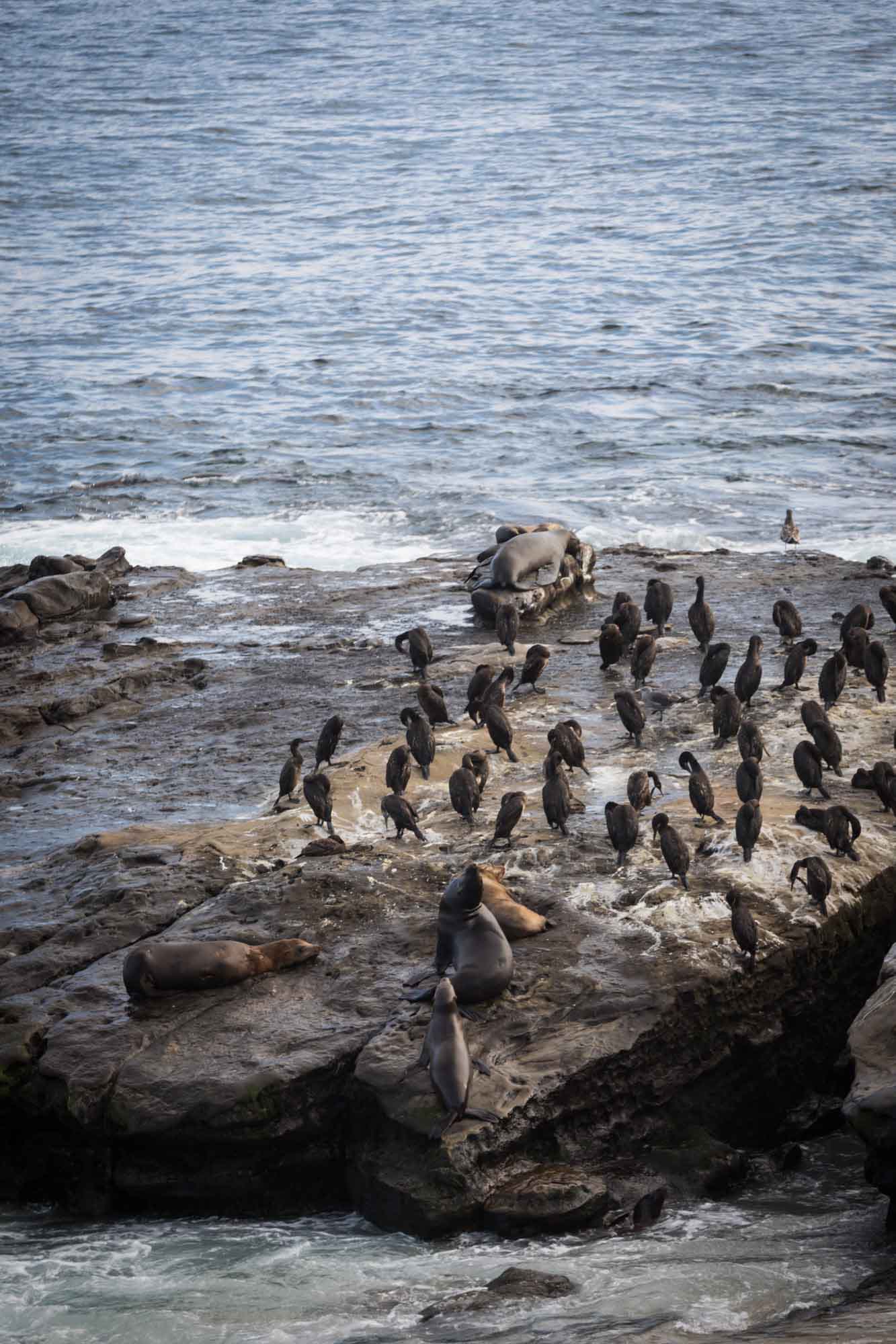 Sea lions and birds sitting on rocks at Point Sea Lion Rookery for an article on La Jolla Cove family photos