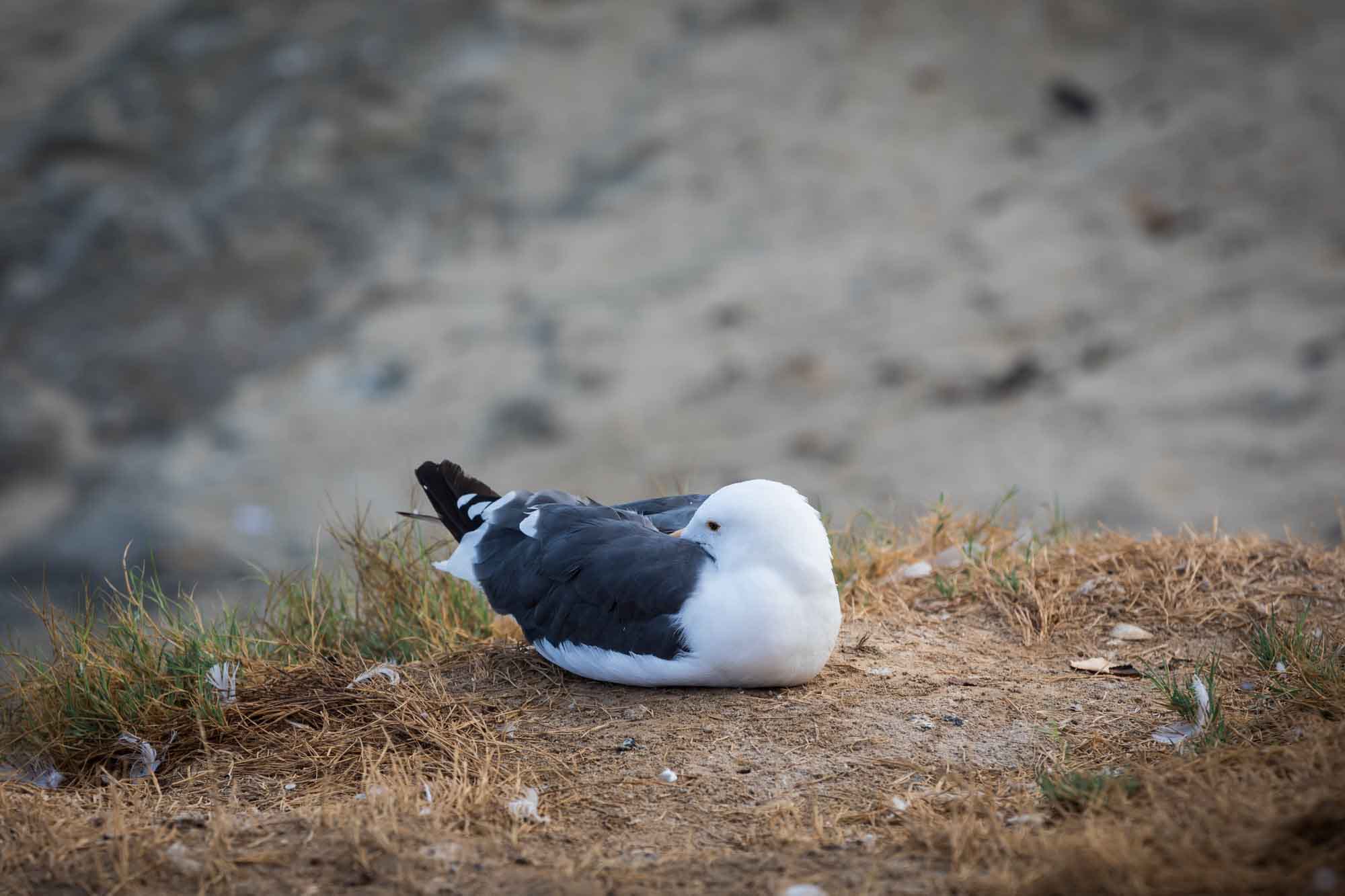 Sea gull sitting on ground with beak tucked into its wing for an article on La Jolla Cove family photos