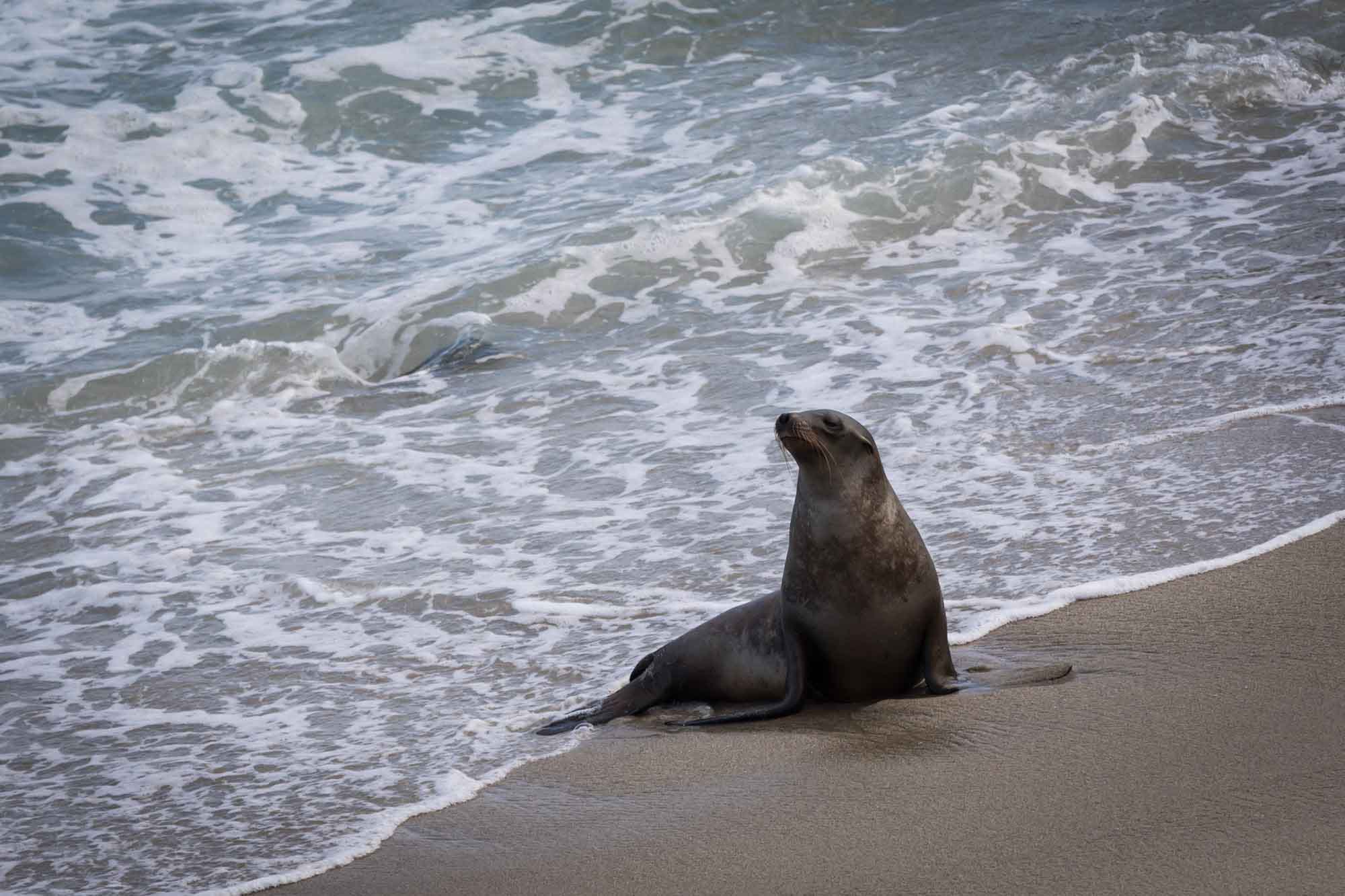 Sea lion sitting on the beach with water coming up on the beach for an article on La Jolla Cove family photos