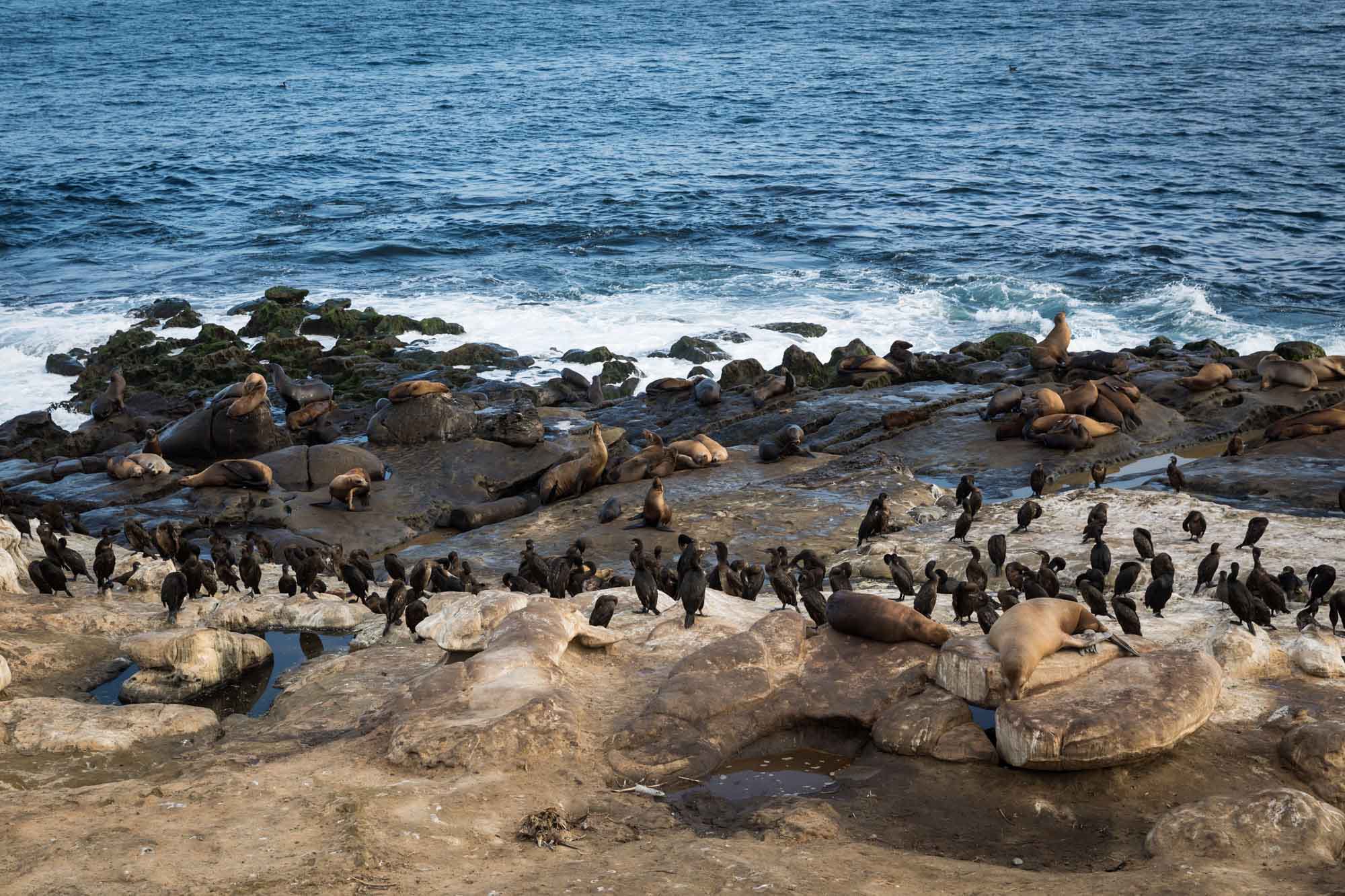 Seals and birds on the rocks at the Point Sea Lion Rookery for an article on La Jolla Cove family photos