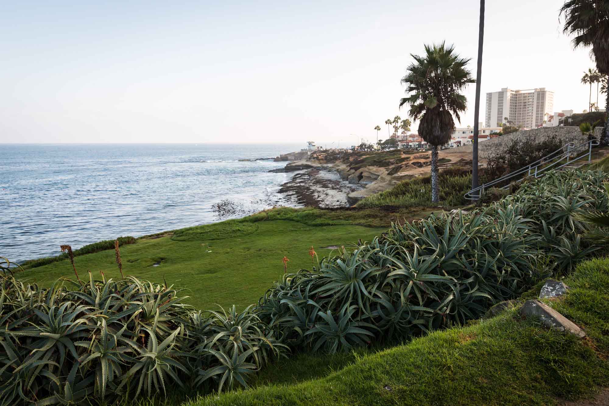 View of the ocean from the Wedding Bowl of succulents growing over grass for an article on La Jolla Cove family photos