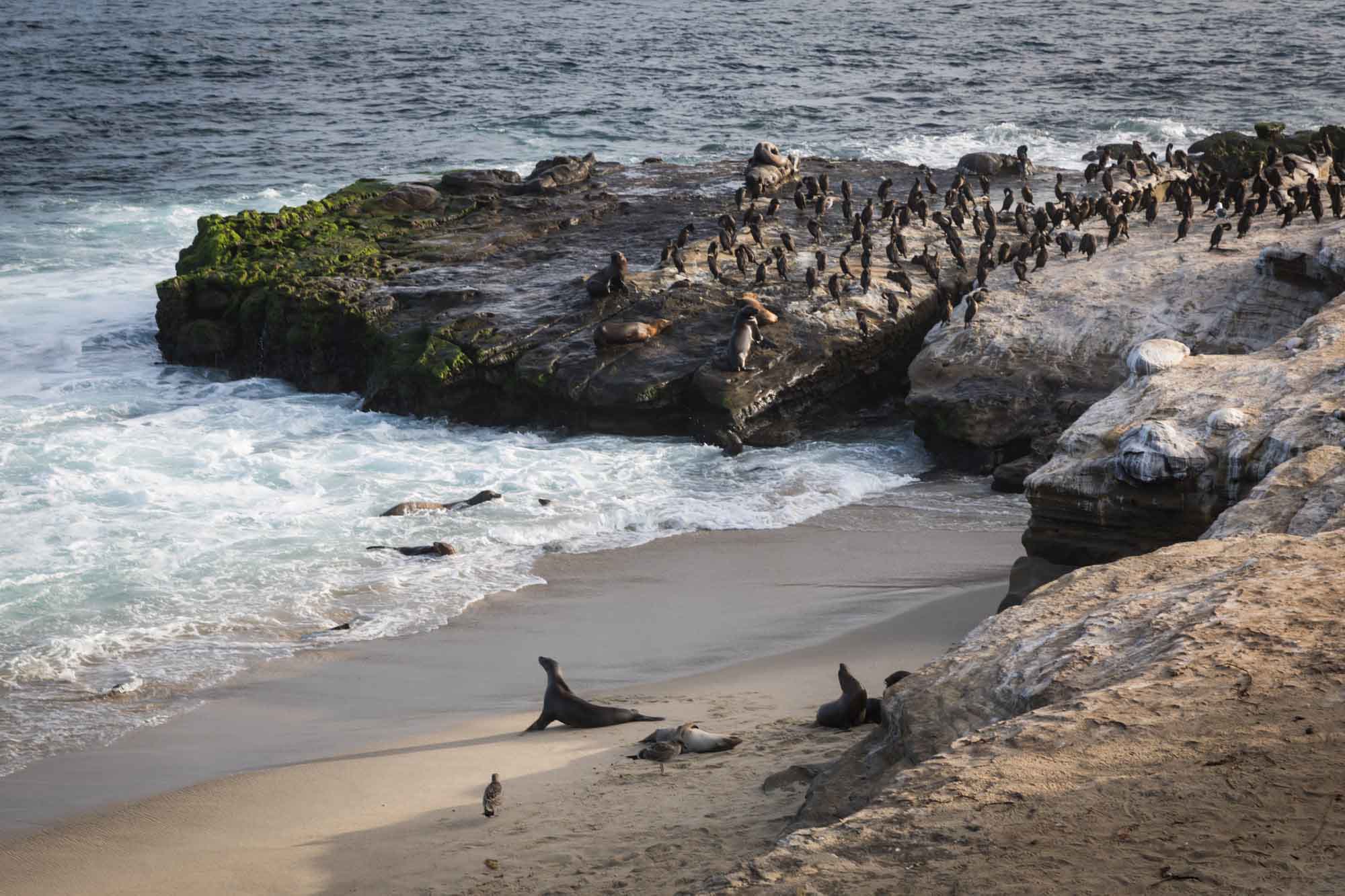 Sea lions on beach and sea lions and birds on rocks at Point Sea Lion Rookery for an article on La Jolla Cove family photos