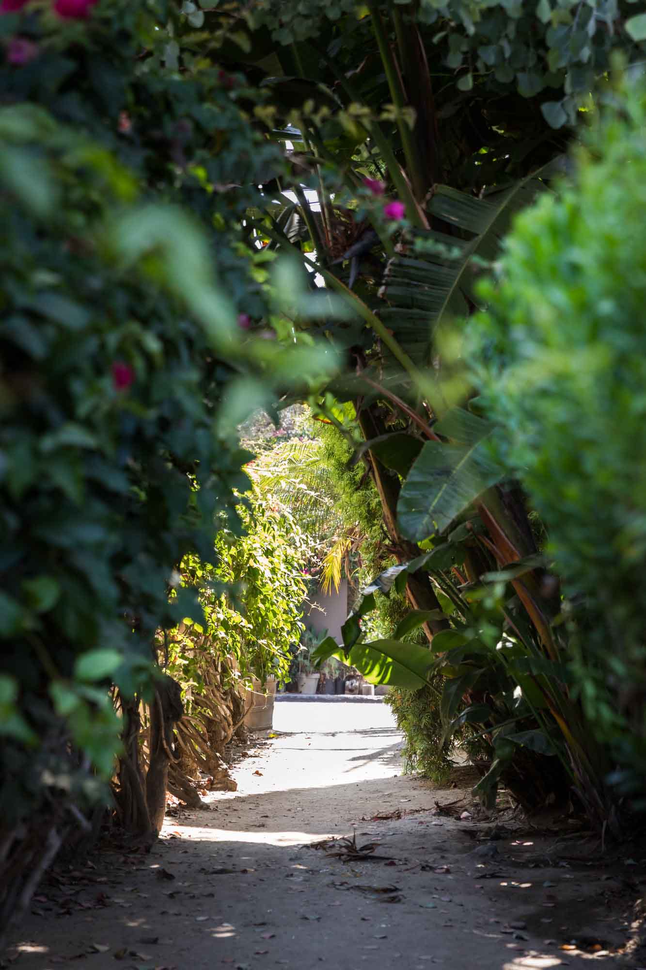 View through a bushy, wooded walkway towards the Venice Canals for an article on Venice Canals engagement photos