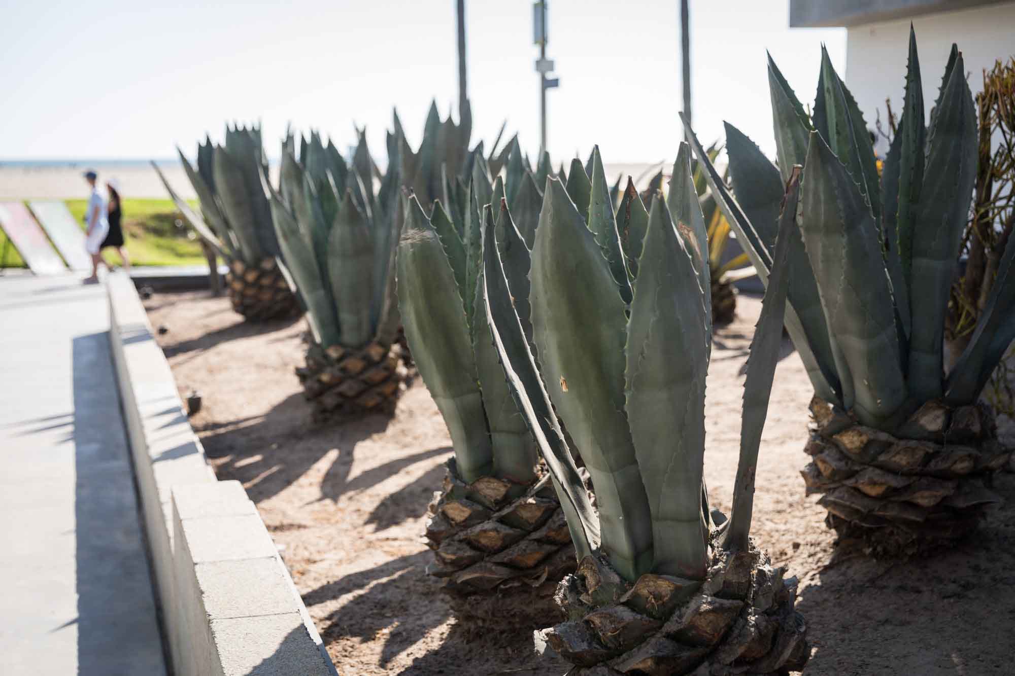 Several large agave plants growing in a rectangular bed in Venice Beach for an article on Venice Canals engagement photos