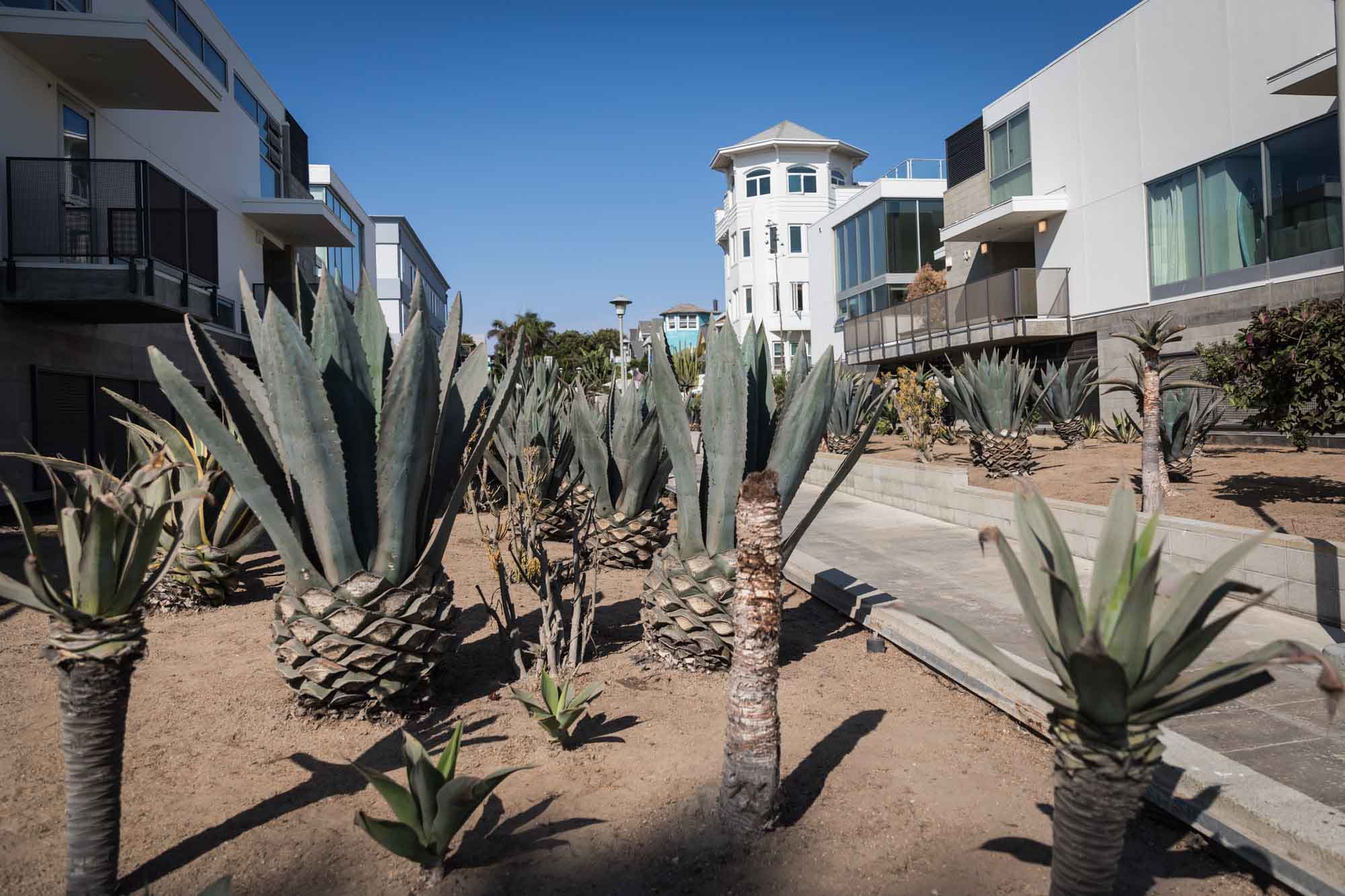 A collection of agave and cacti growing in two rectangular beds in front of modern apartment buildings in Venice Beach for an article on Venice Canals engagement photos