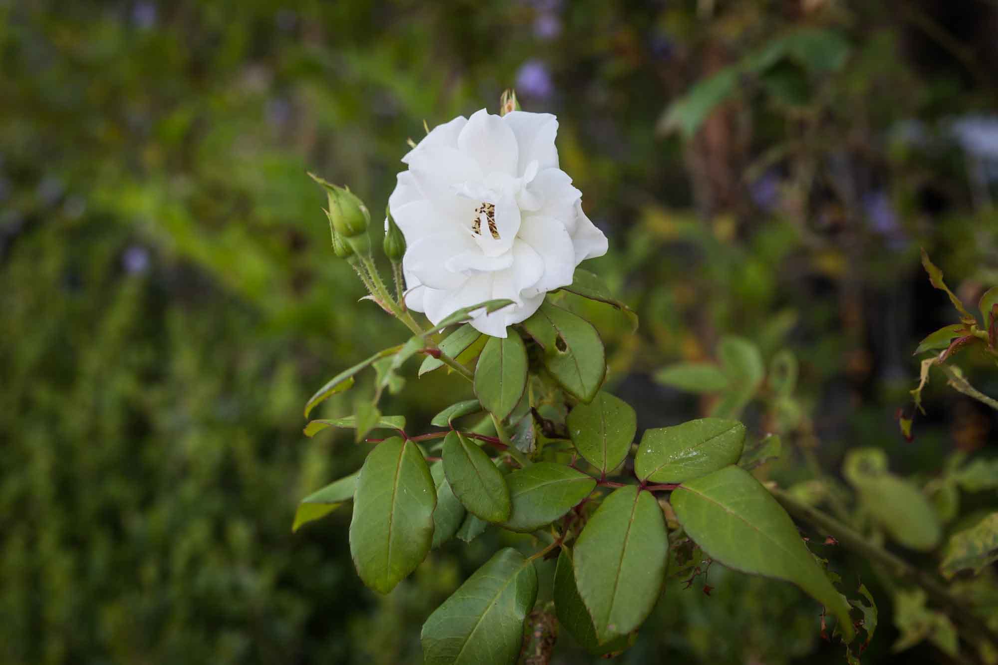 Close up on a white rose in bloom for an article on Venice Canals engagement photos
