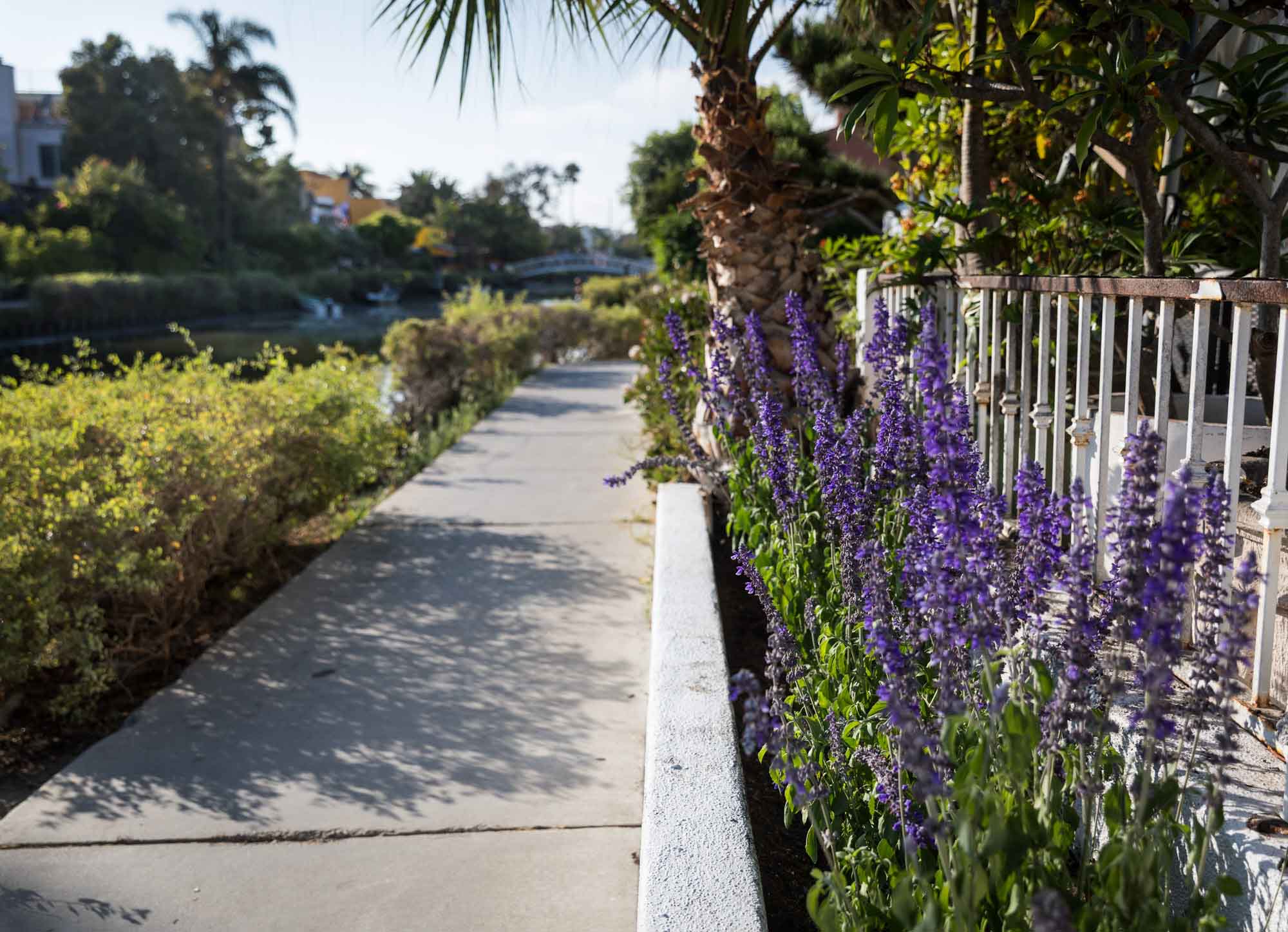 Pathway along the Venice Canals with purple flowers in bloom along the side of the pathway for an article on Venice Canals engagement photos