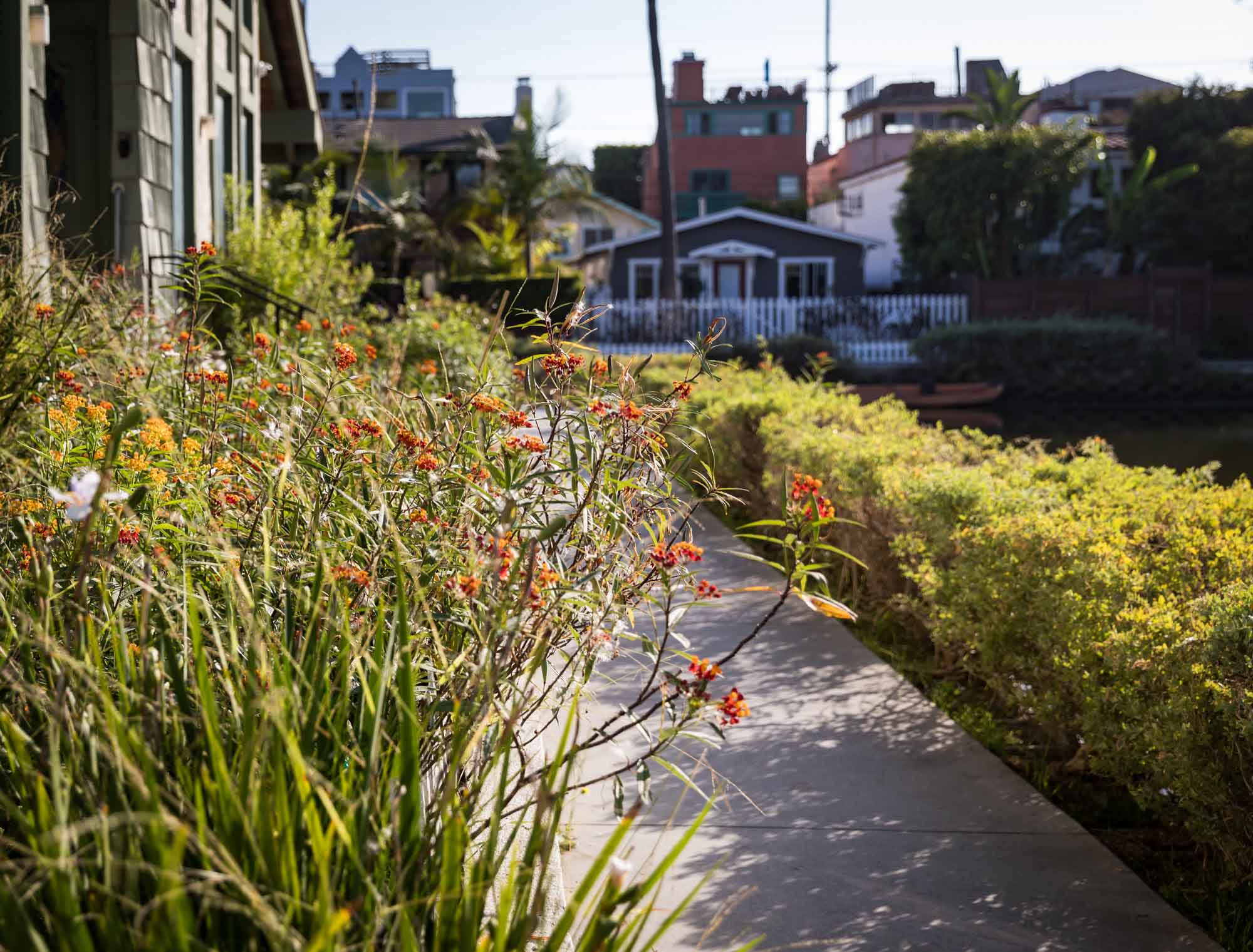 Pathway along the Venice Canals with orange flowers in bloom for an article on Venice Canals engagement photos