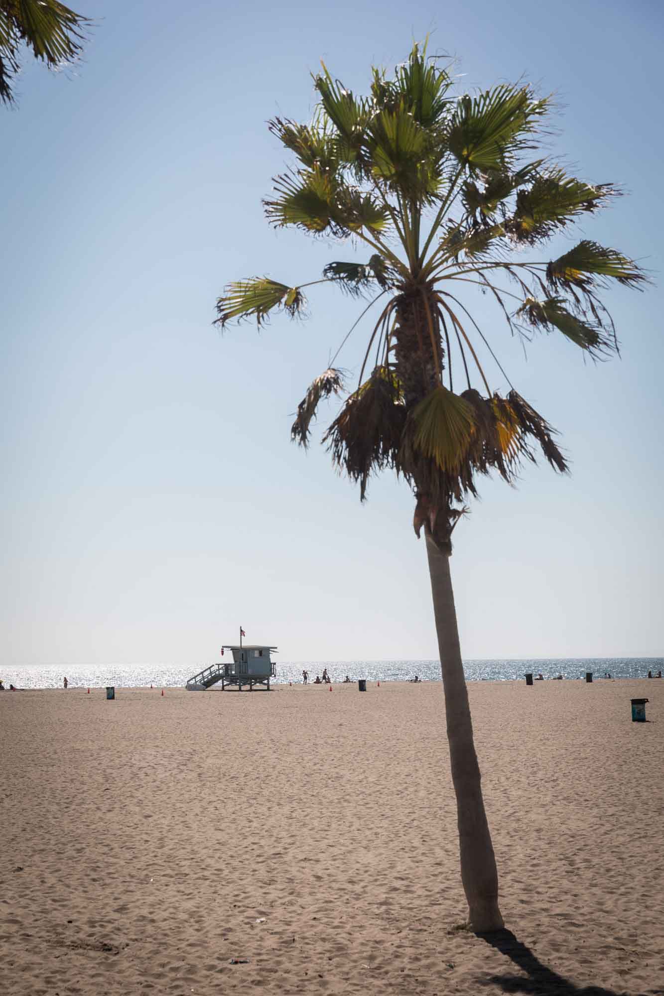 A palm tree sticking out of the sand with a lifeguard station in the background next to the ocean in Venice Beach for an article on Venice Canals engagement photos