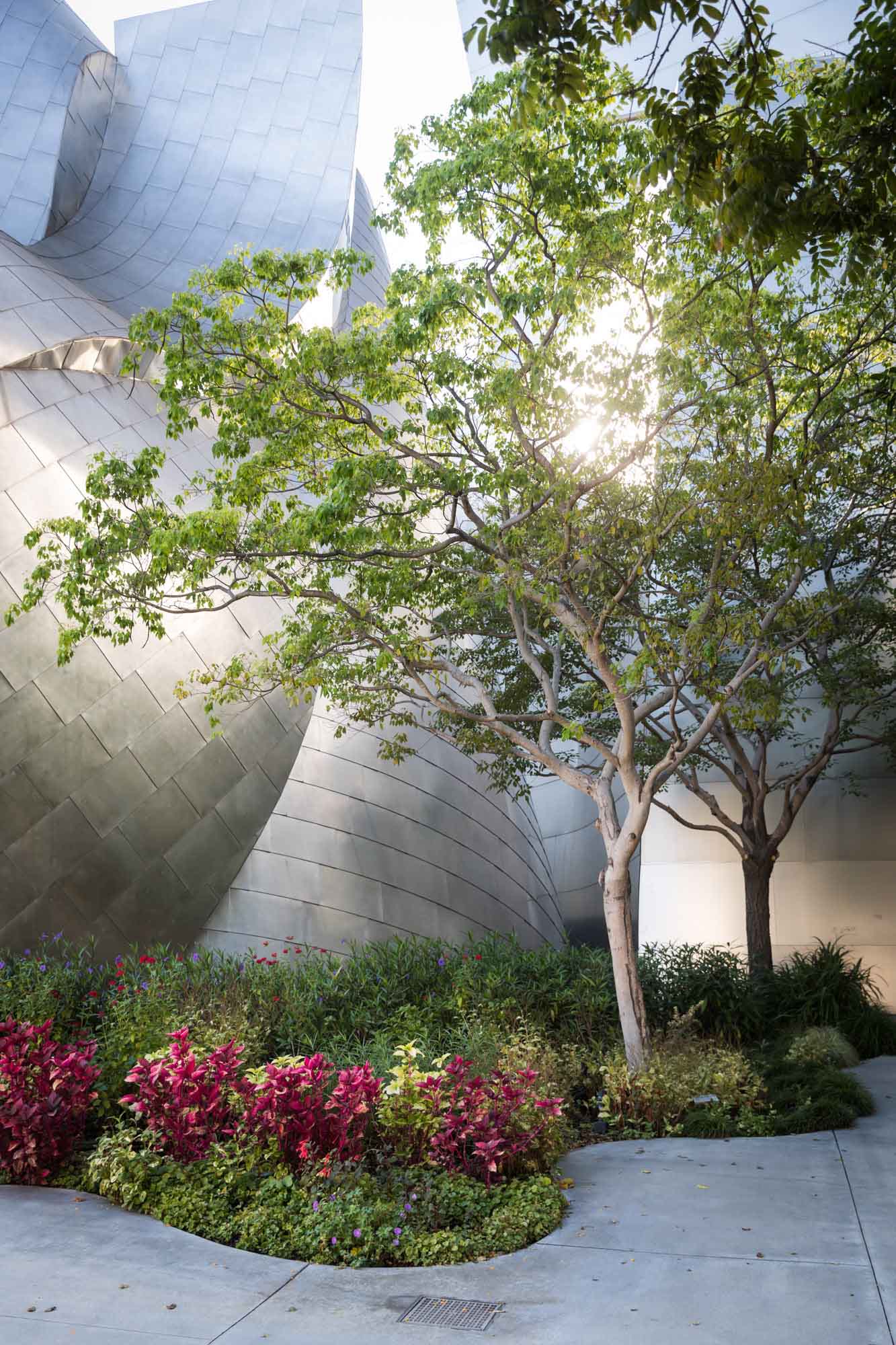 Pink and yellow flowers with two trees planted in front of flowing silver walls of Walt Disney Concert Hall on top of Blue Ribbon Garden for an article on Walt Disney Concert Hall photos