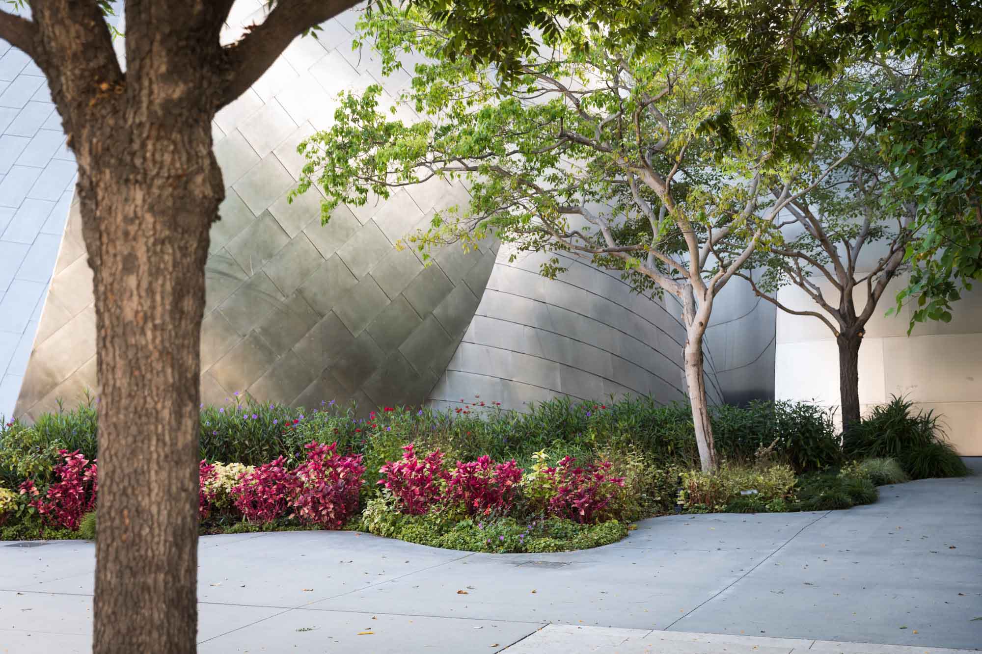 Pink and yellow flowers with three trees planted in front of flowing silver walls of Walt Disney Concert Hall on top of Blue Ribbon Garden for an article on Walt Disney Concert Hall photos