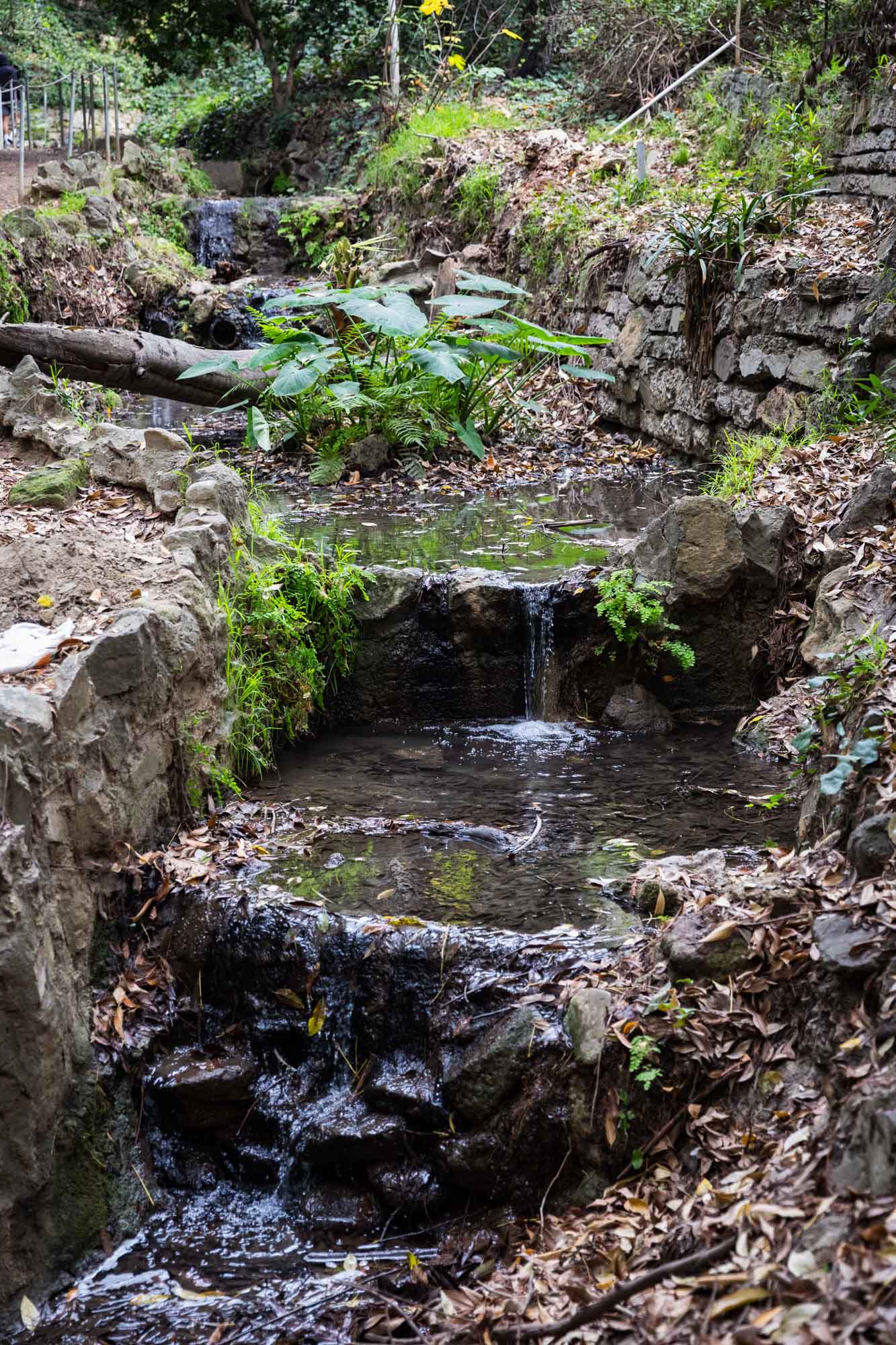 Water flowing along creek in Ferndell Trail for an article on where to propose at the Griffith Observatory