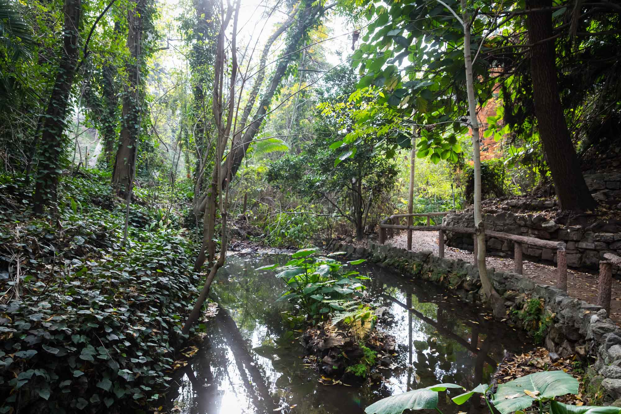 Creek flowing beside tropical plants and wooden railing-lined pathway in Ferndell Trail for an article on where to propose at the Griffith Observatory