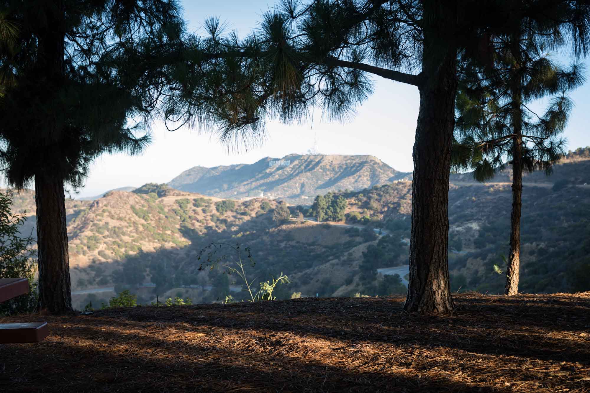 Pine trees in shade with Hollywood Sign in the background for an article on where to propose at the Griffith Observatory