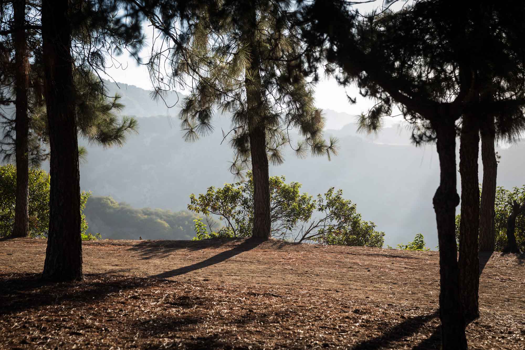 Pine trees in front of mountains at sunrise in Griffith Park for an article on where to propose at the Griffith Observatory