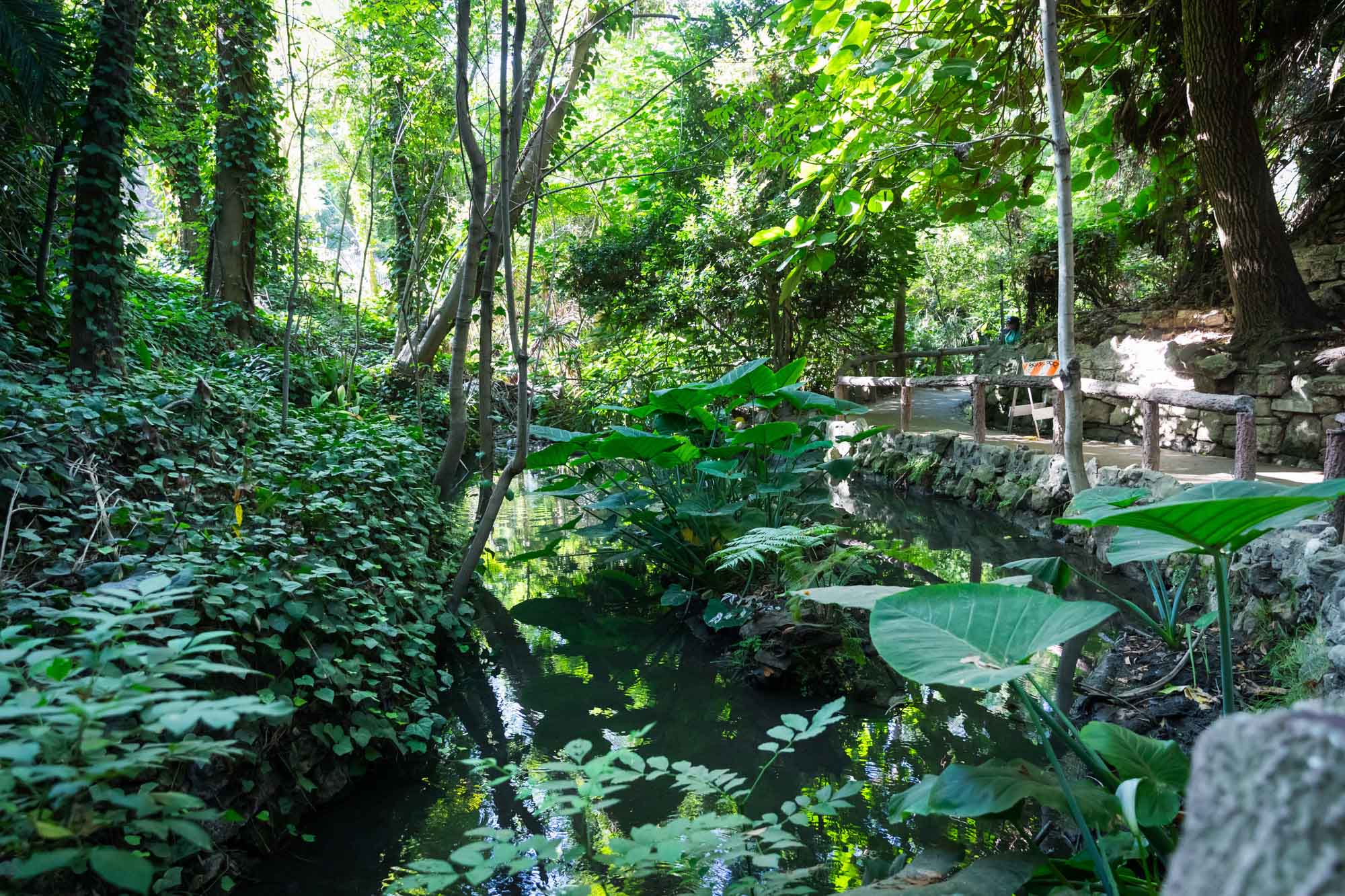 Creek with tropical plants in Ferndell Trail for an article on where to propose at the Griffith Observatory