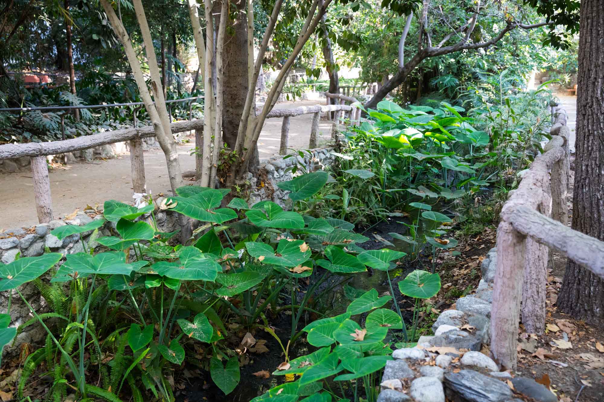 Creek with tropical plants and wooden railing on sides at Ferndell Trail for an article on where to propose at the Griffith Observatory
