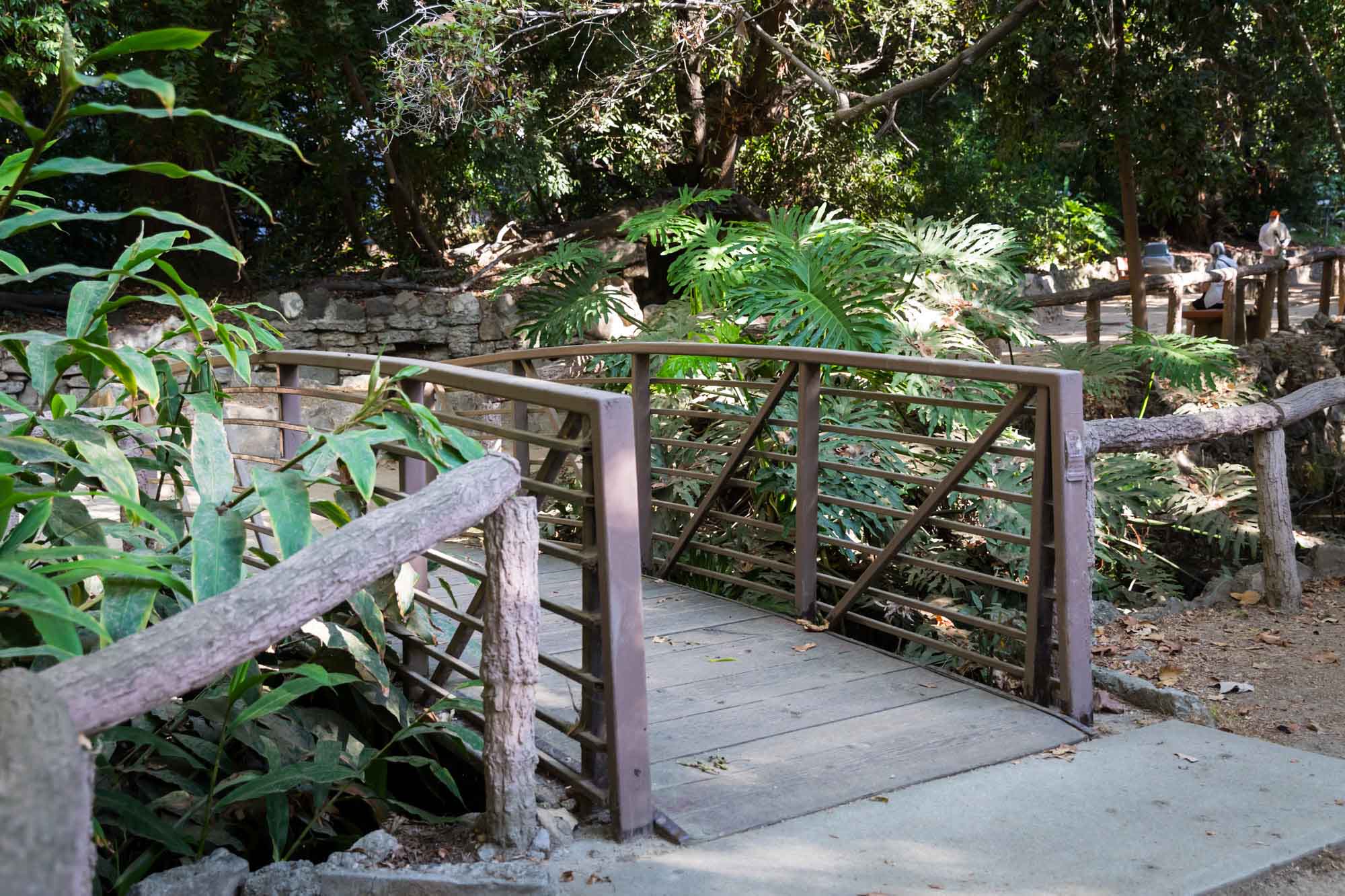 Bridge across a creek with tropical plants at Ferndell Trail for an article on where to propose at the Griffith Observatory
