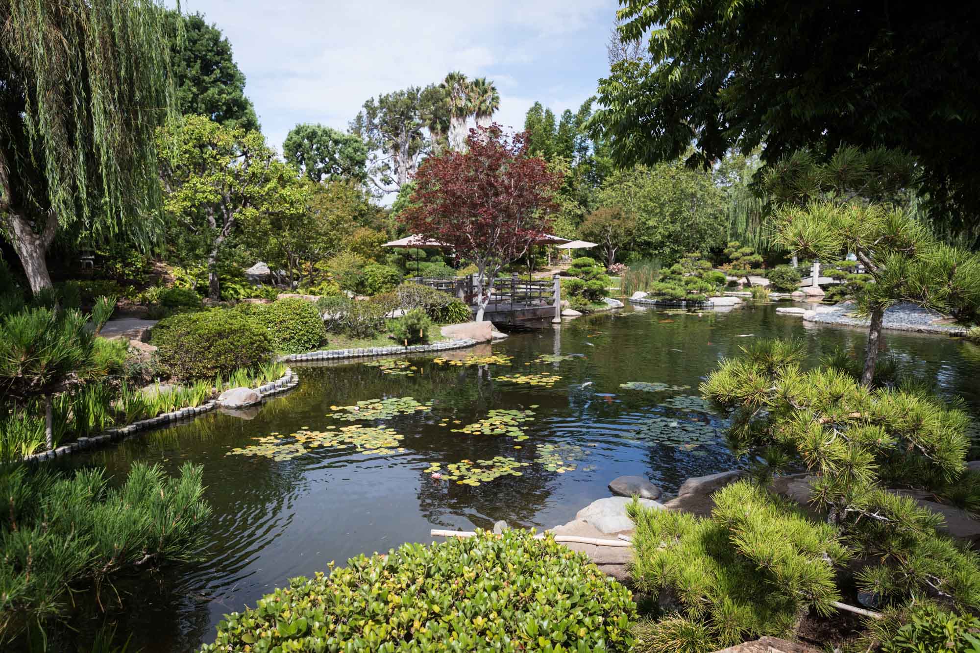 Weeping willow and other trees beside a lily pond in Earl Burns Miller Japanese Garden for an article on where to propose in Long Beach