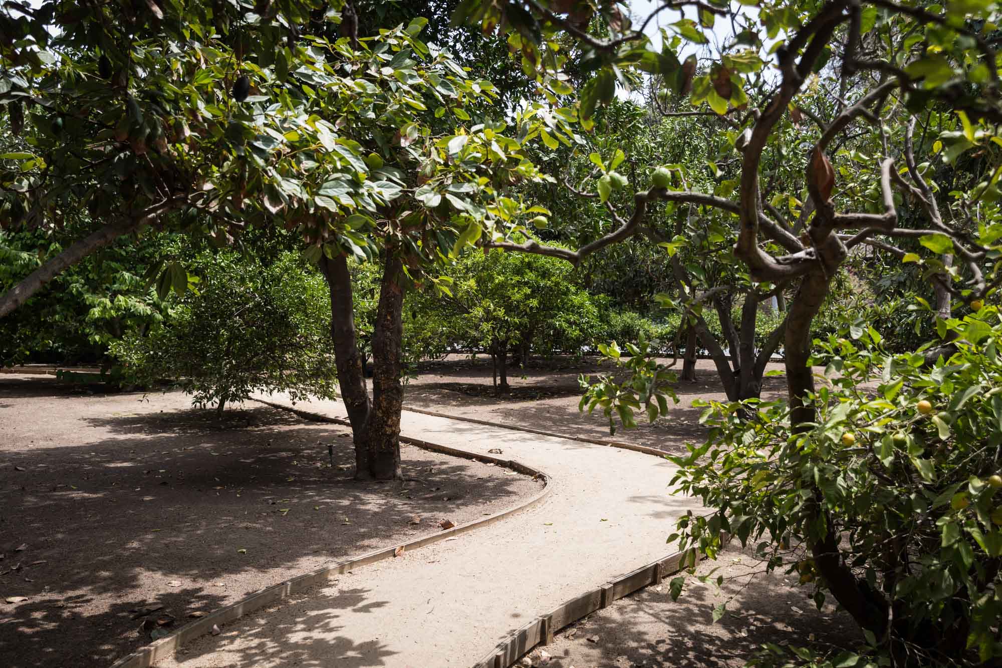 Pathway through fruit trees in Rancho Los Cerritos for an article on where to propose in Long Beach