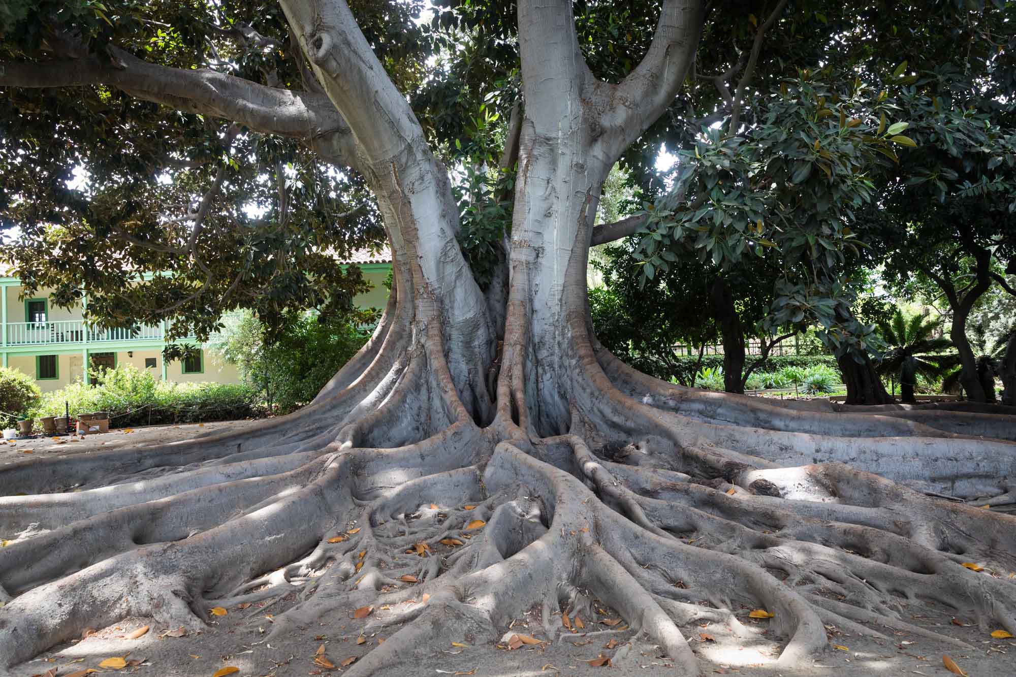 The historic moreton bay fig tree with expansive roots at Rancho Los Cerritos for an article on where to propose in Long Beach
