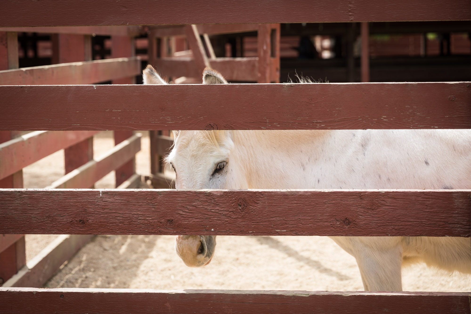 A white pony looking through the slats of a wooden fence at Rancho Los Alamitos for an article on where to propose in Long Beach