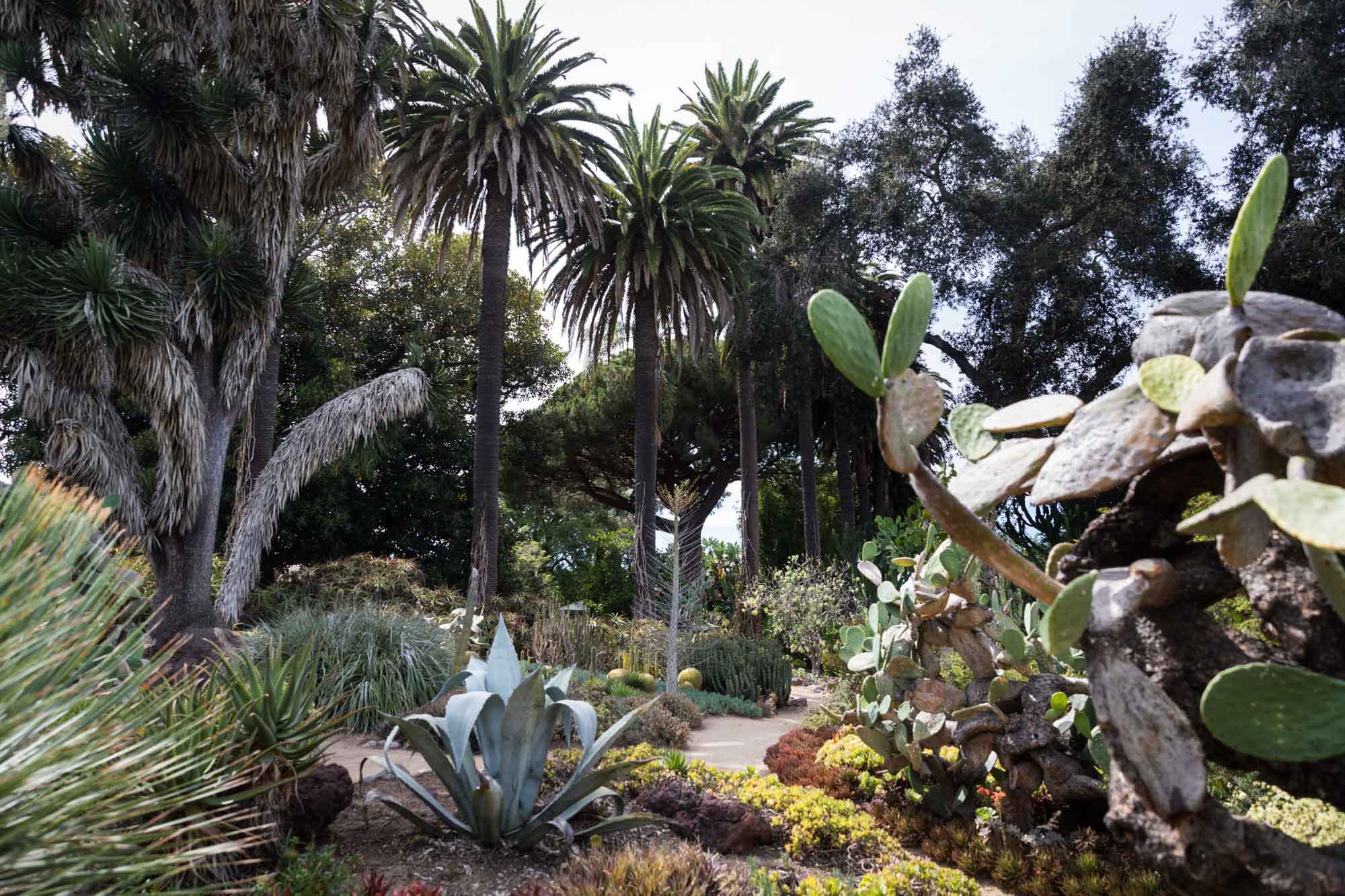 The cactus garden with numerous palm trees and types of colorful cacti at Rancho Los Alamitos for an article on where to propose in Long Beach