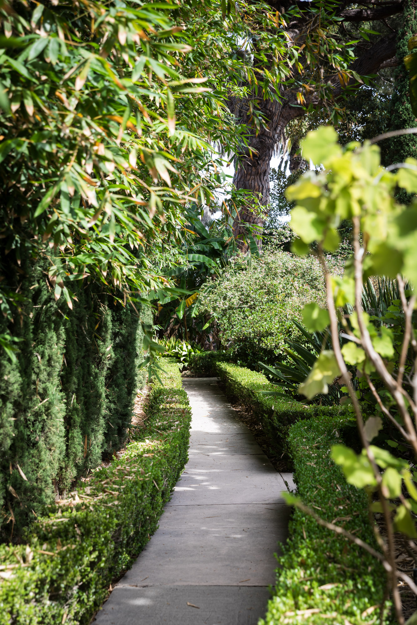 A pathway through trees and boxwood bushes leading to the Old Garden in Rancho Los Alamitos for an article on where to propose in Long Beach