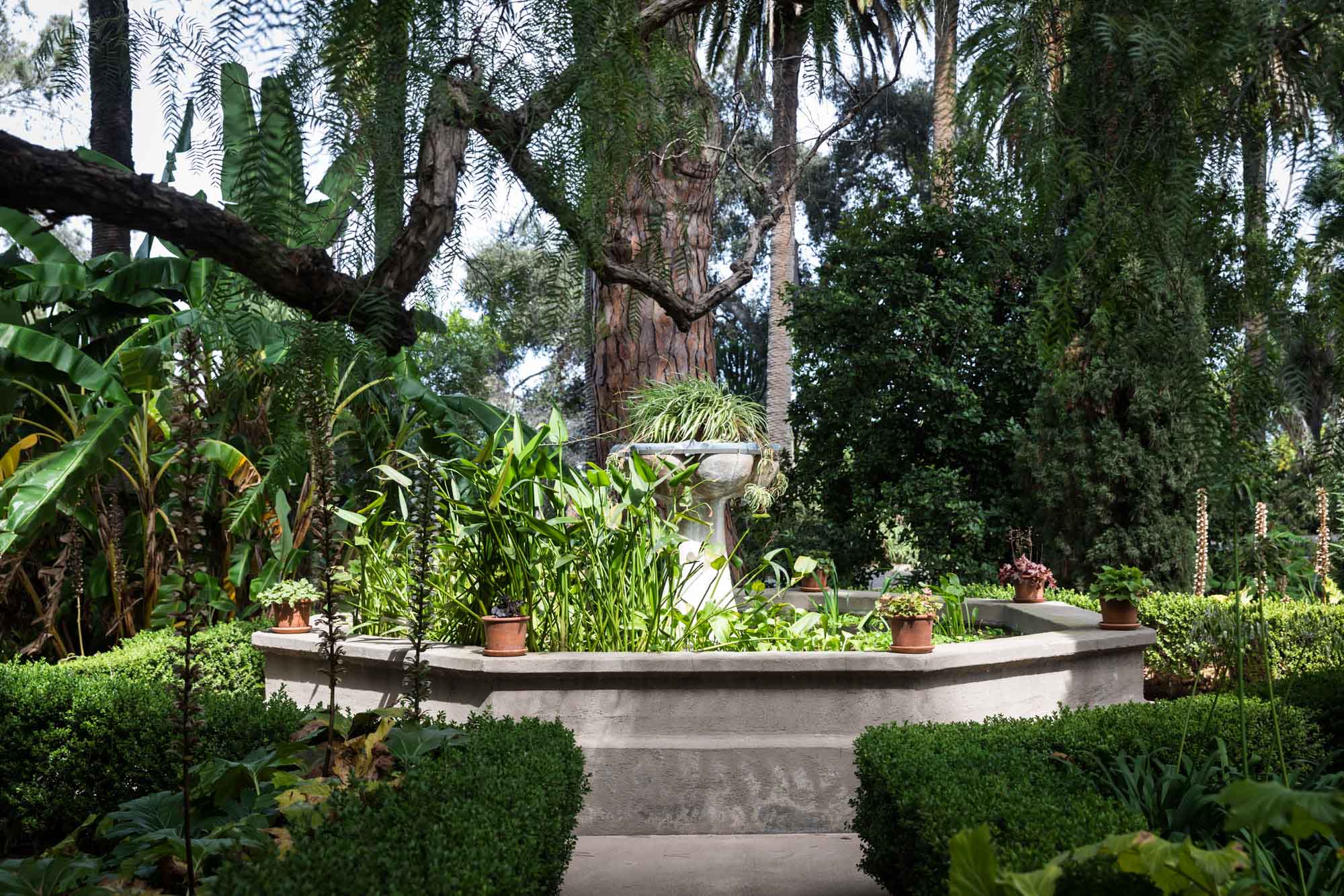 A concrete pond with tropical plants growing in it surrounded by trees in the Old Garden at Rancho Los Alamitos for an article on where to propose in Long Beach