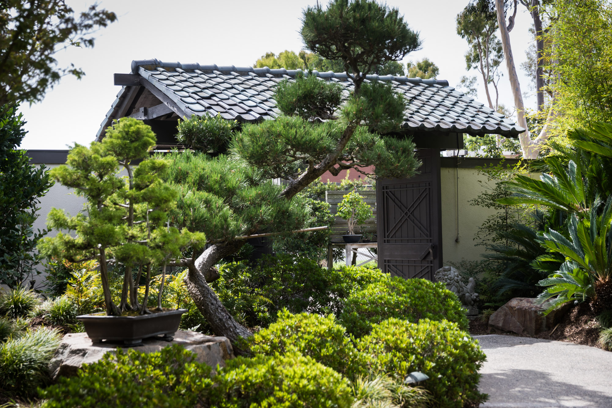 Entrance beside bonsai tree and larger pine tree in Earl Burns Miller Japanese Garden for an article on where to propose in Long Beach