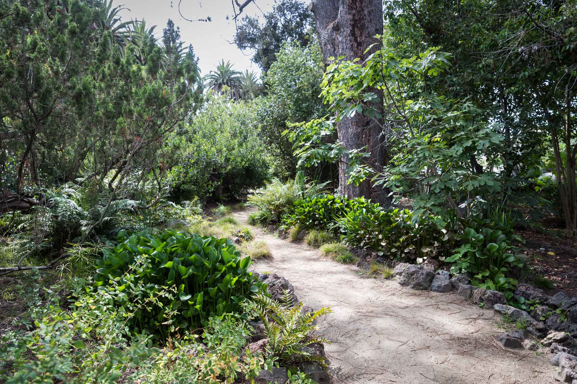 A pathway through the Native Garden leading past trees and bushes at Rancho Los Alamitos for an article on where to propose in Long Beach