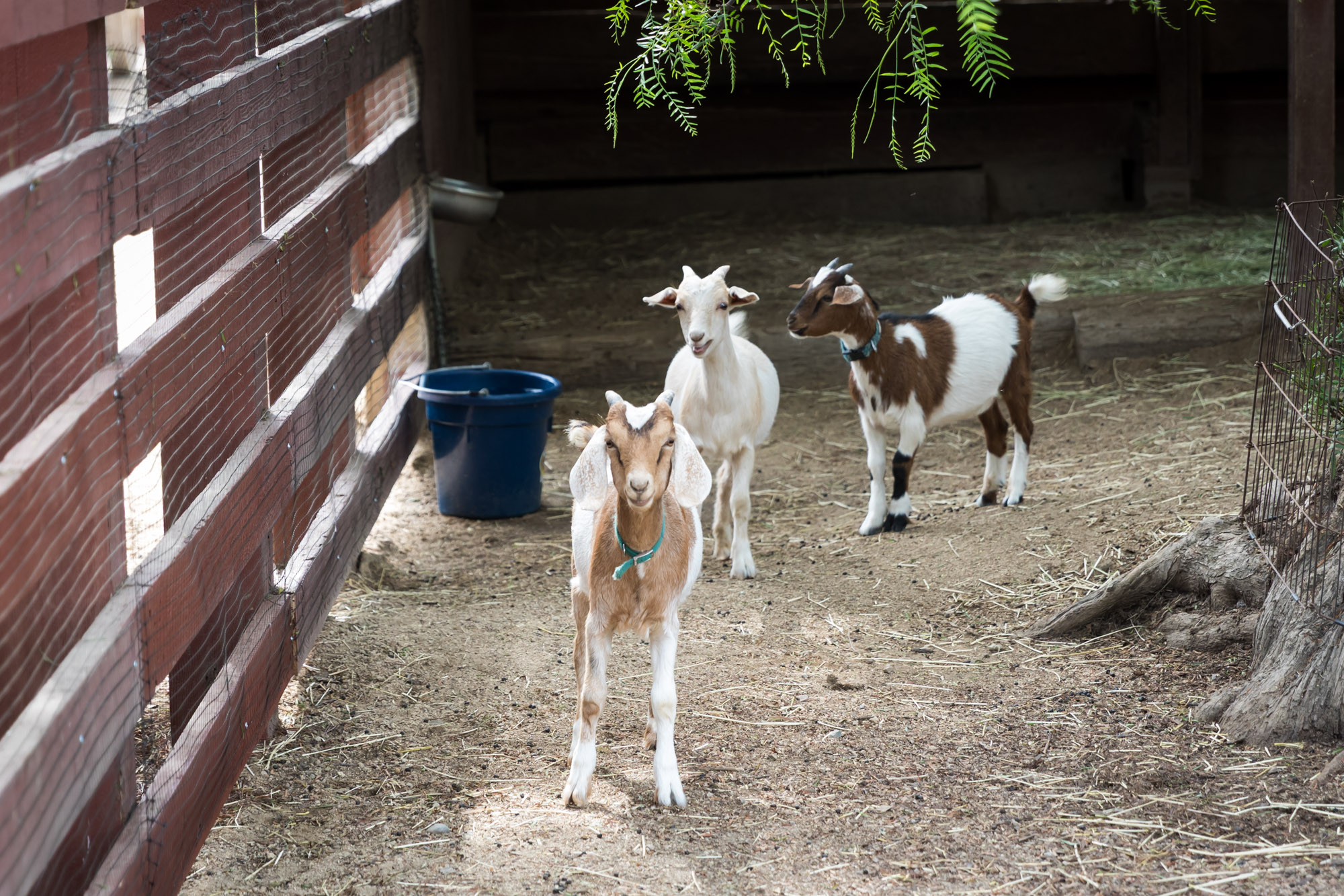 Three baby goats and a blue pail in a fence at Rancho Los Alamitos for an article on where to propose in Long Beach