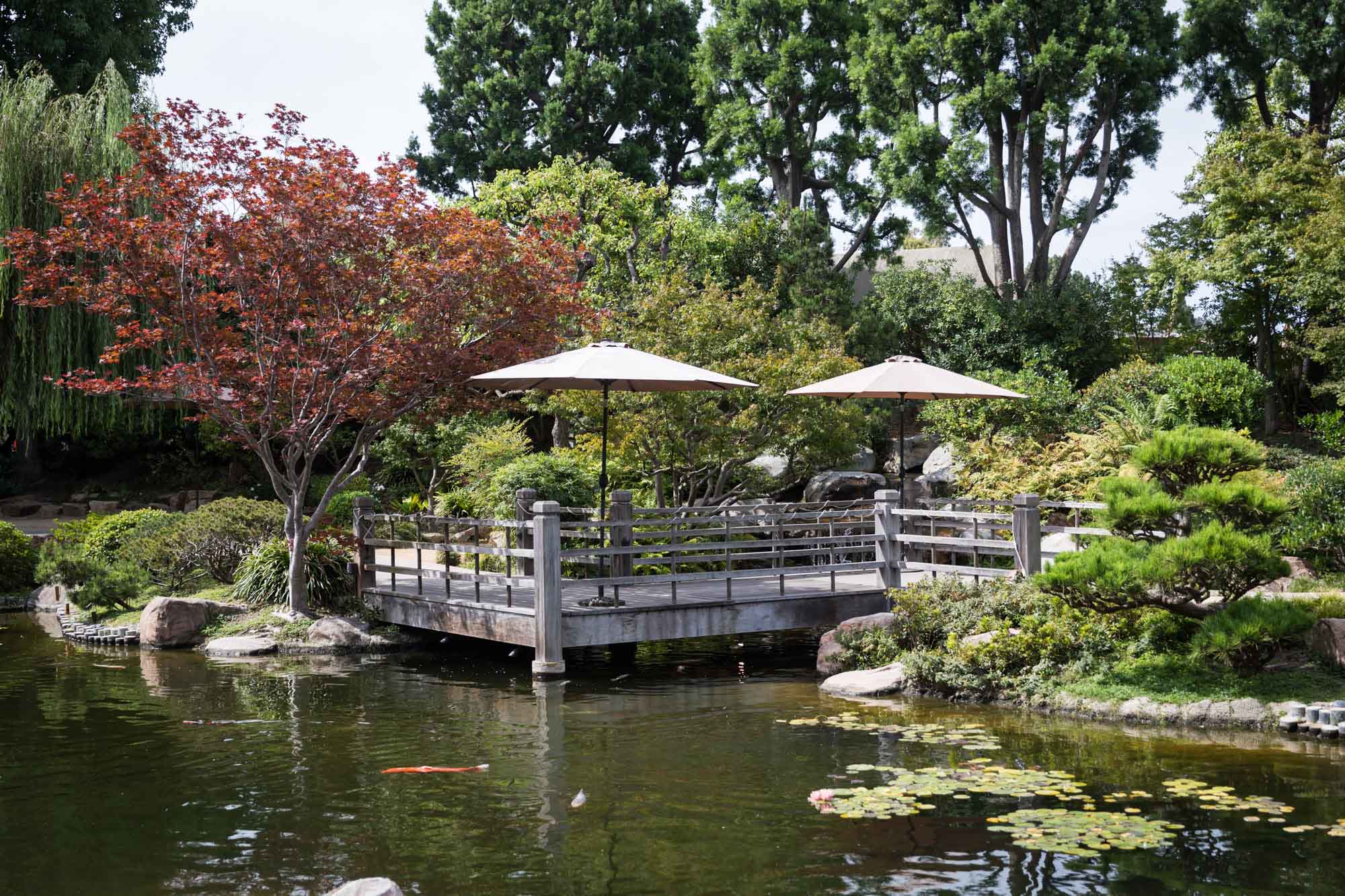 Wooden platform and trees beside a lily pond in Earl Burns Miller Japanese Garden for an article on where to propose in Long Beach