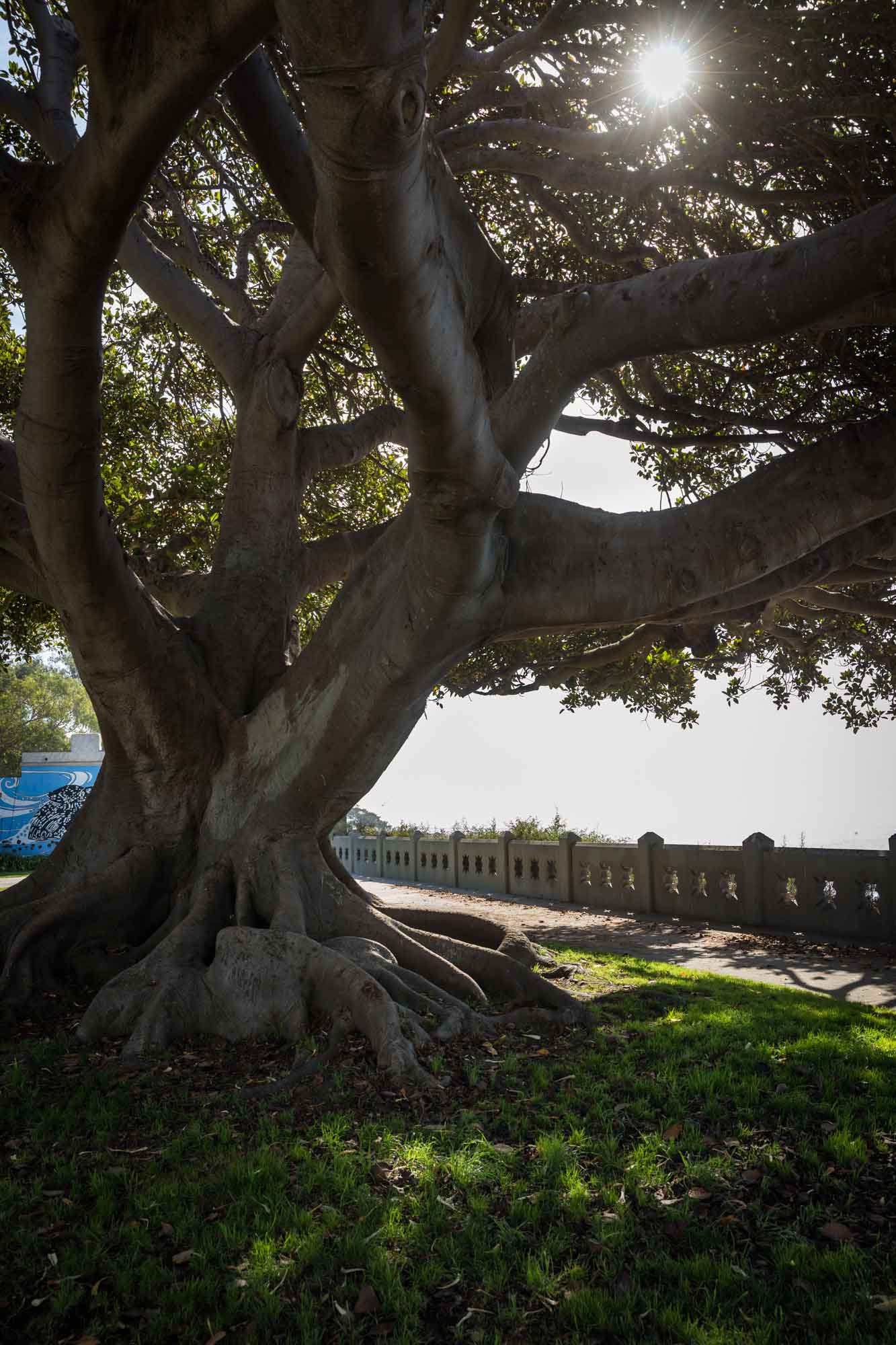 Large fig tree in front of the Point Fermin Lighthouse with concrete fence to the right for an article on where to propose in Long Beach